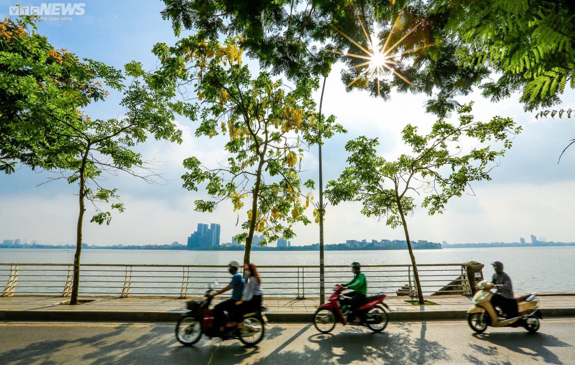 Muồng hoàng yến nhuộm vàng Thủ đô - 1