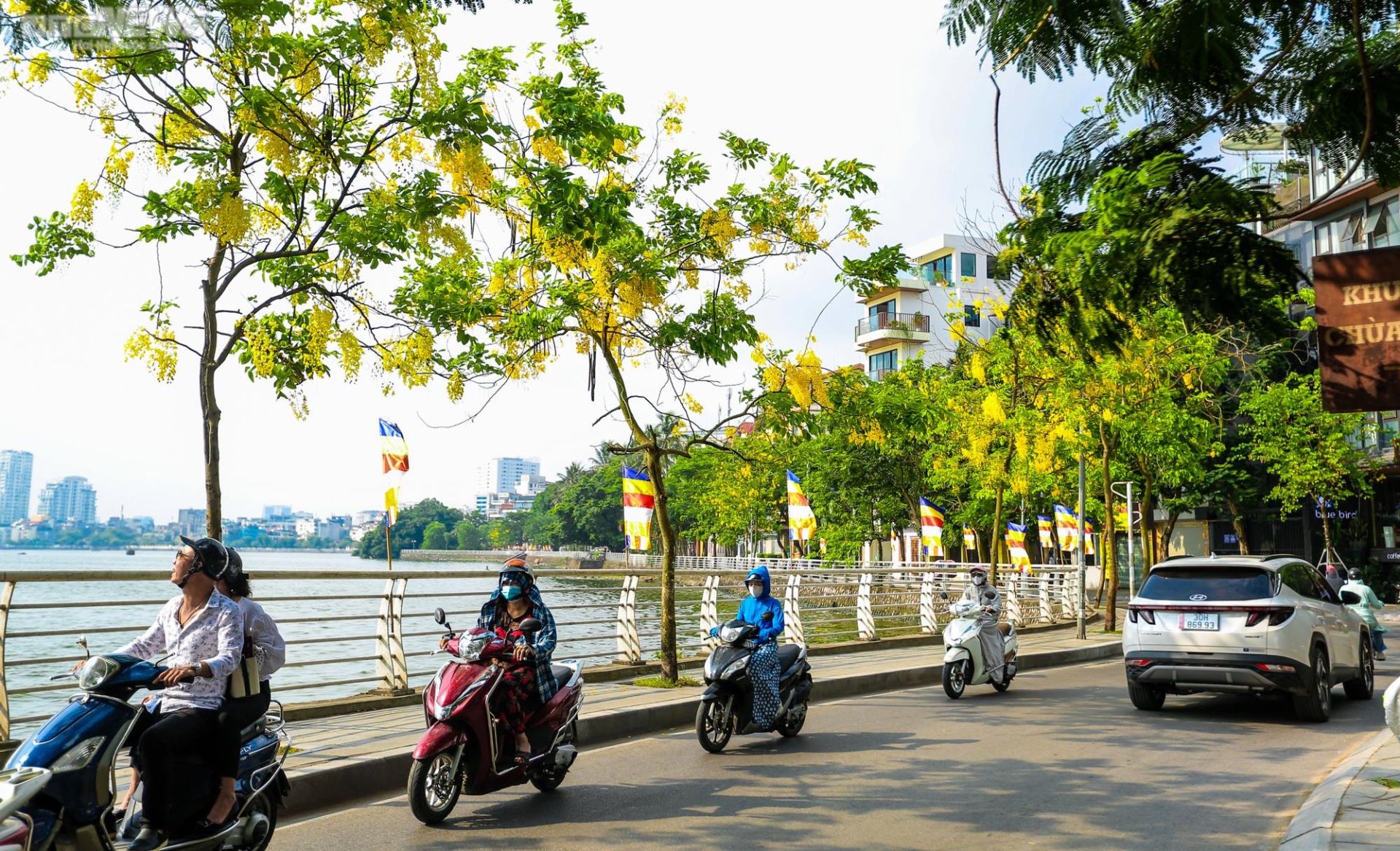 Muồng hoàng yến nhuộm vàng Thủ đô - 7