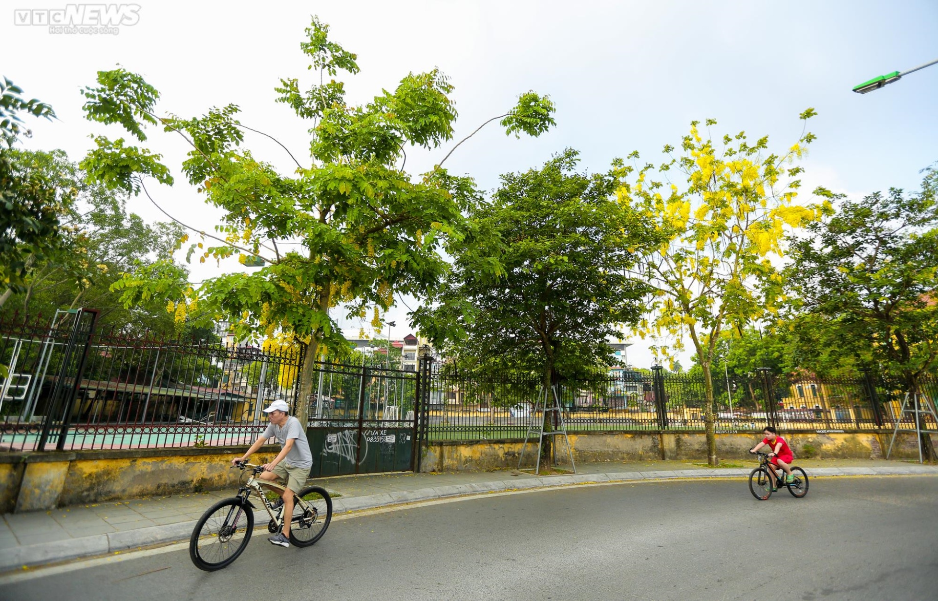 Muồng hoàng yến nhuộm vàng Thủ đô - 6
