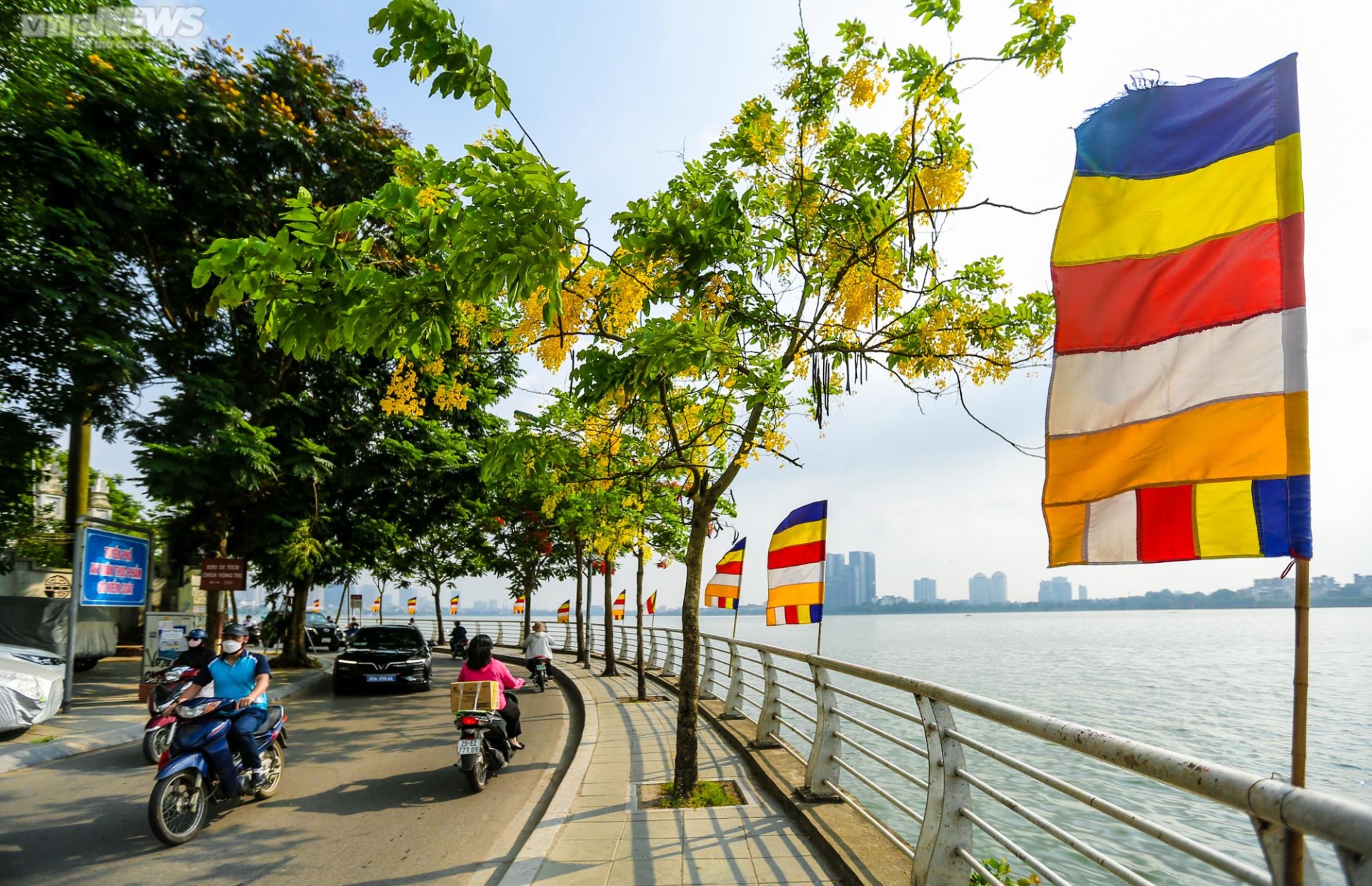 Muồng hoàng yến nhuộm vàng Thủ đô - 8