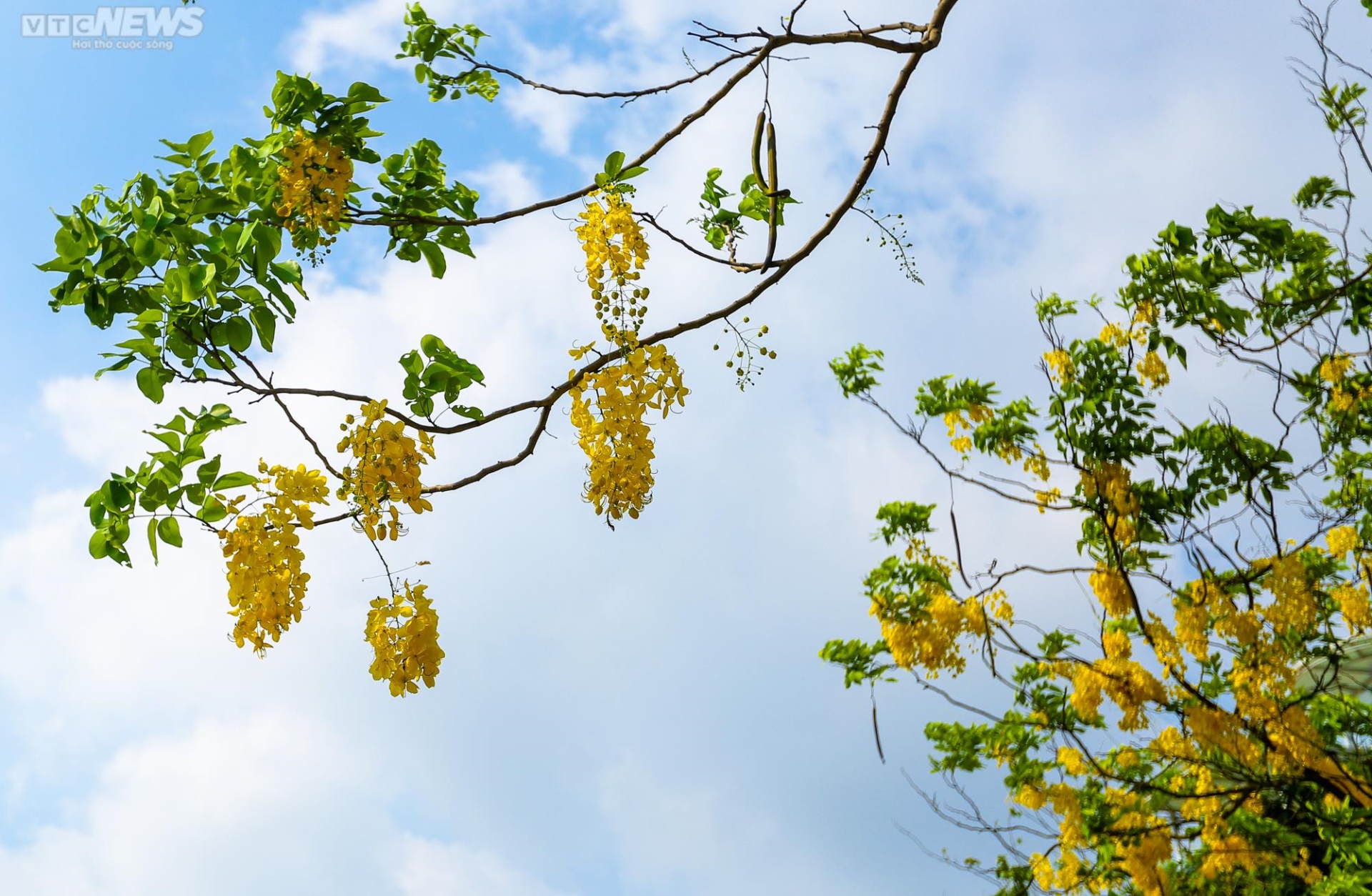 Muồng hoàng yến nhuộm vàng Thủ đô - 10