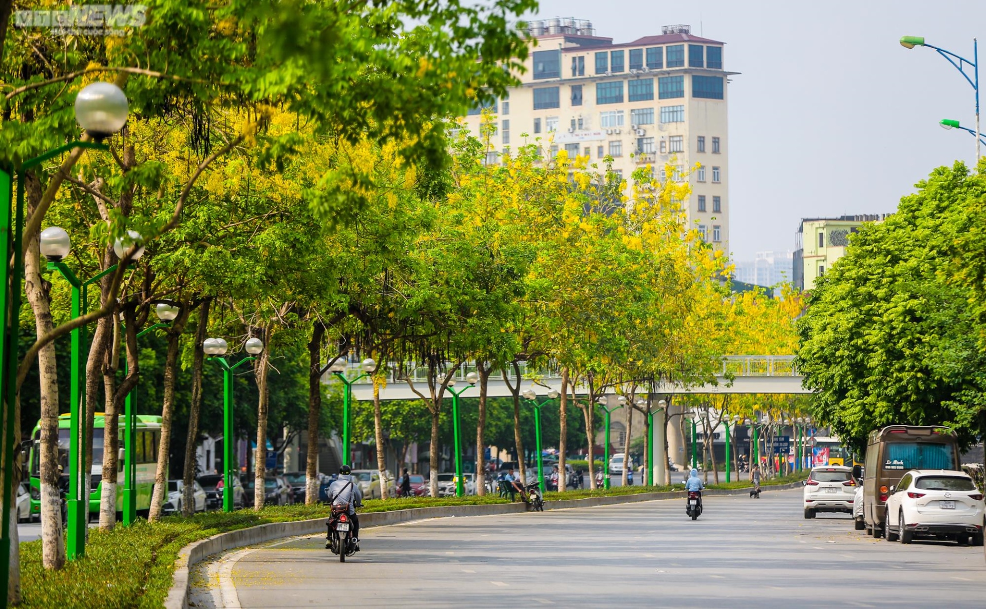 Muồng hoàng yến nhuộm vàng Thủ đô - 14