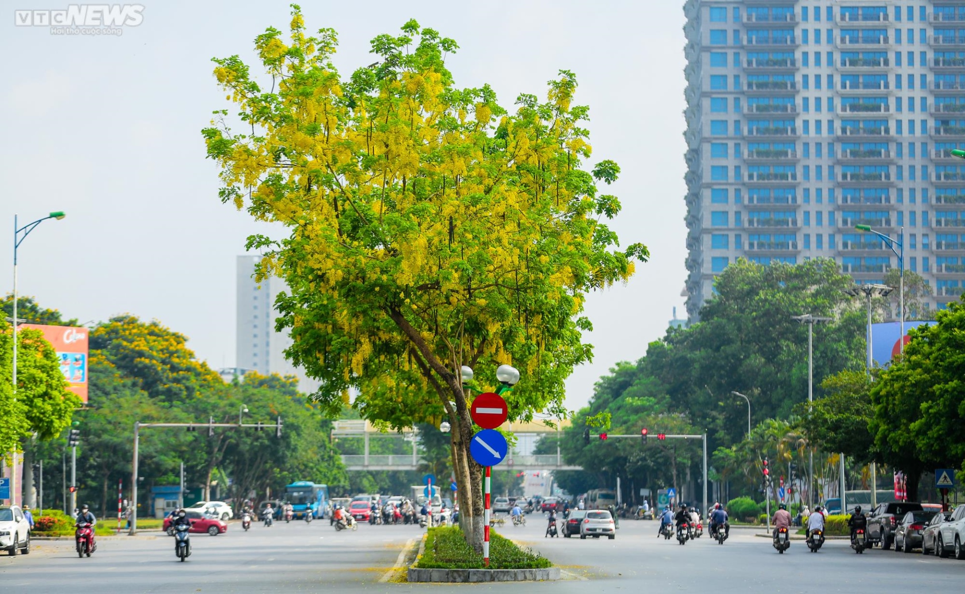 Muồng hoàng yến nhuộm vàng Thủ đô - 11