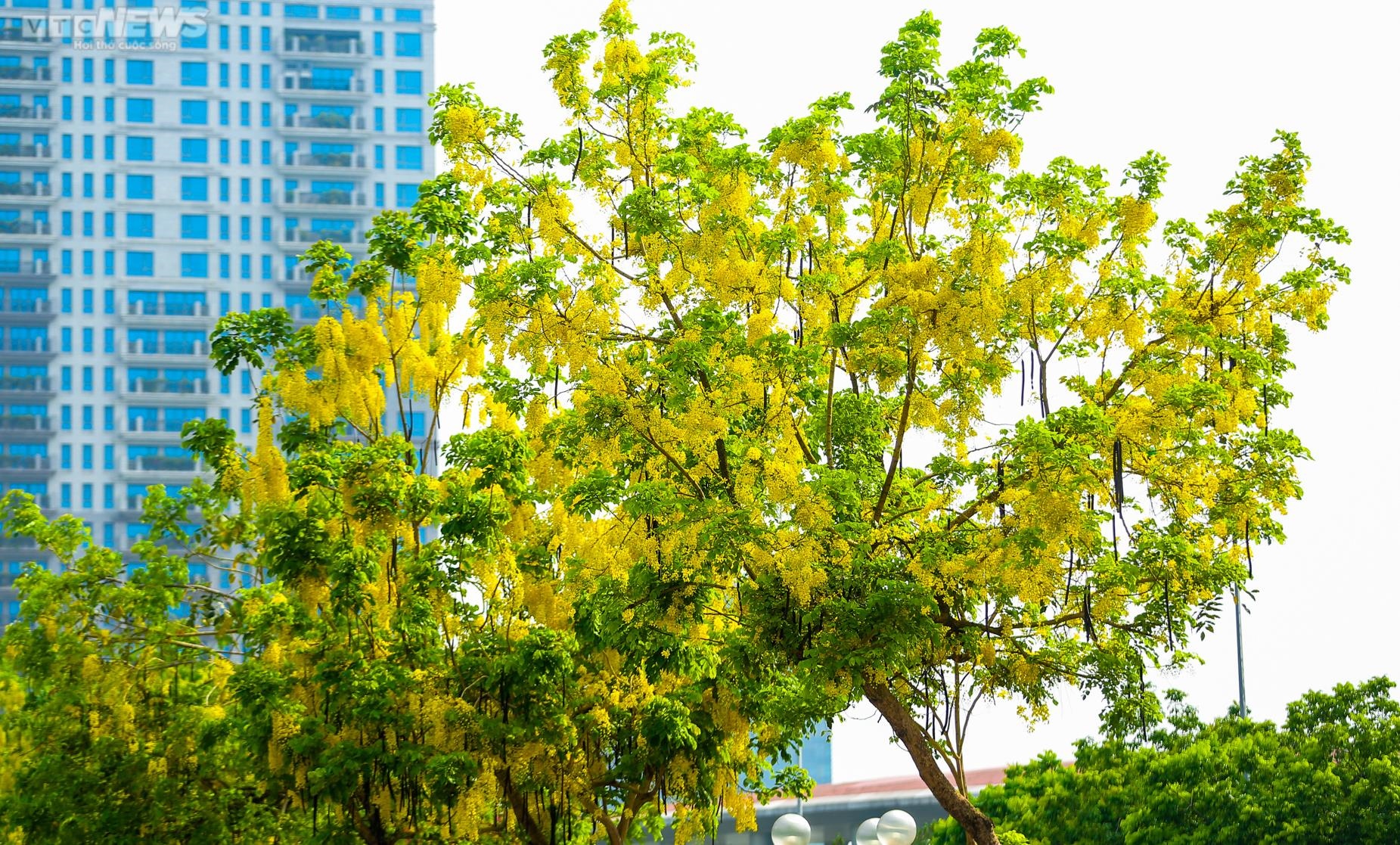 Muồng hoàng yến nhuộm vàng Thủ đô - 13