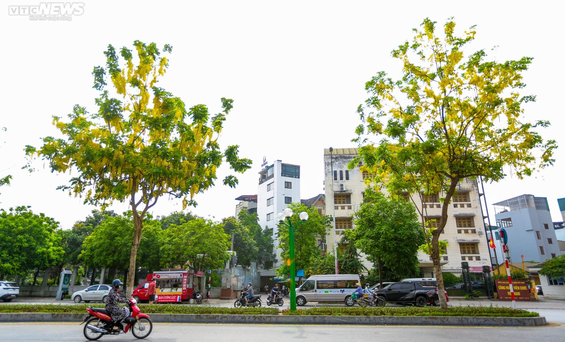 Muồng hoàng yến nhuộm vàng Thủ đô - 12