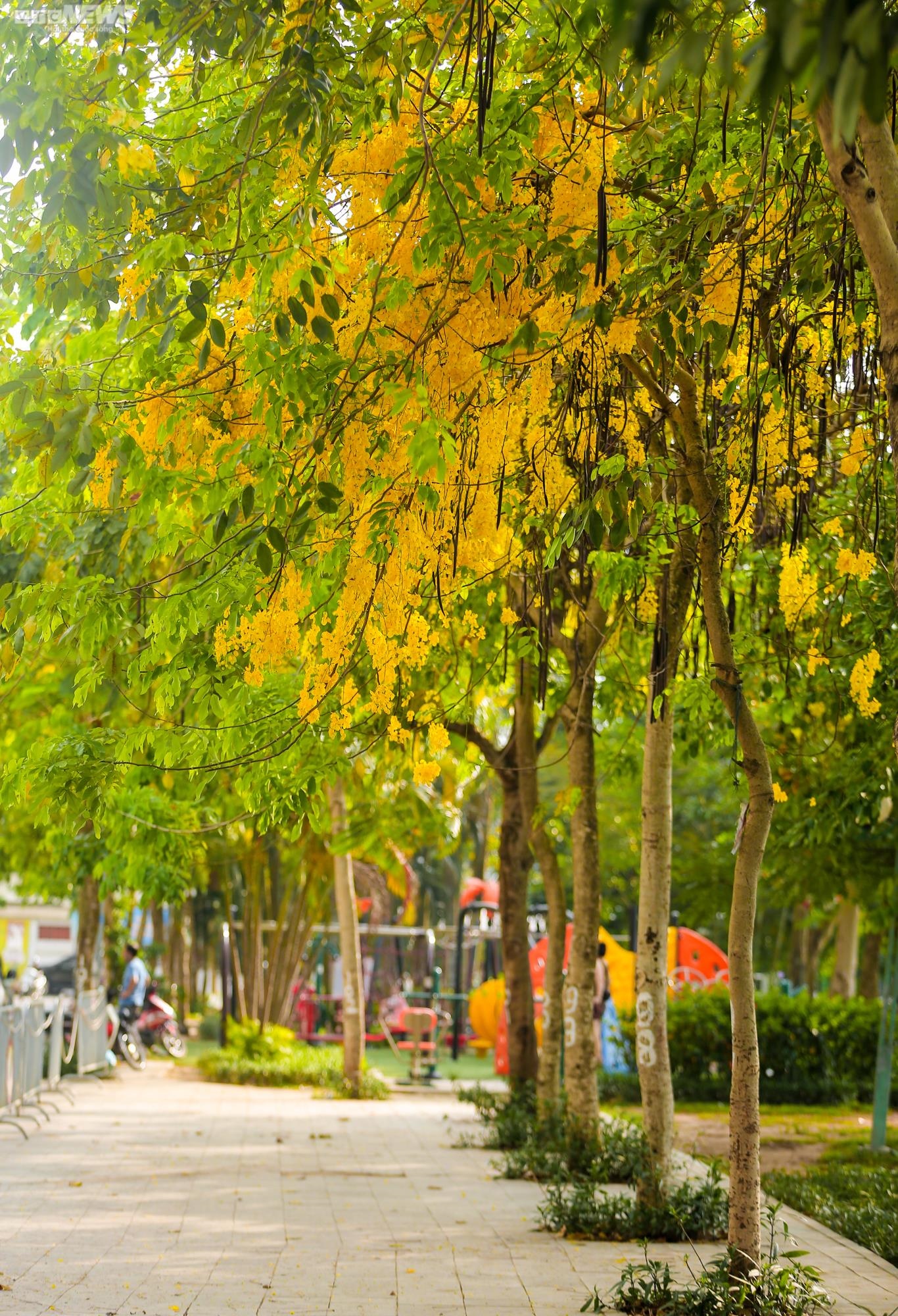 Muồng hoàng yến nhuộm vàng Thủ đô - 3