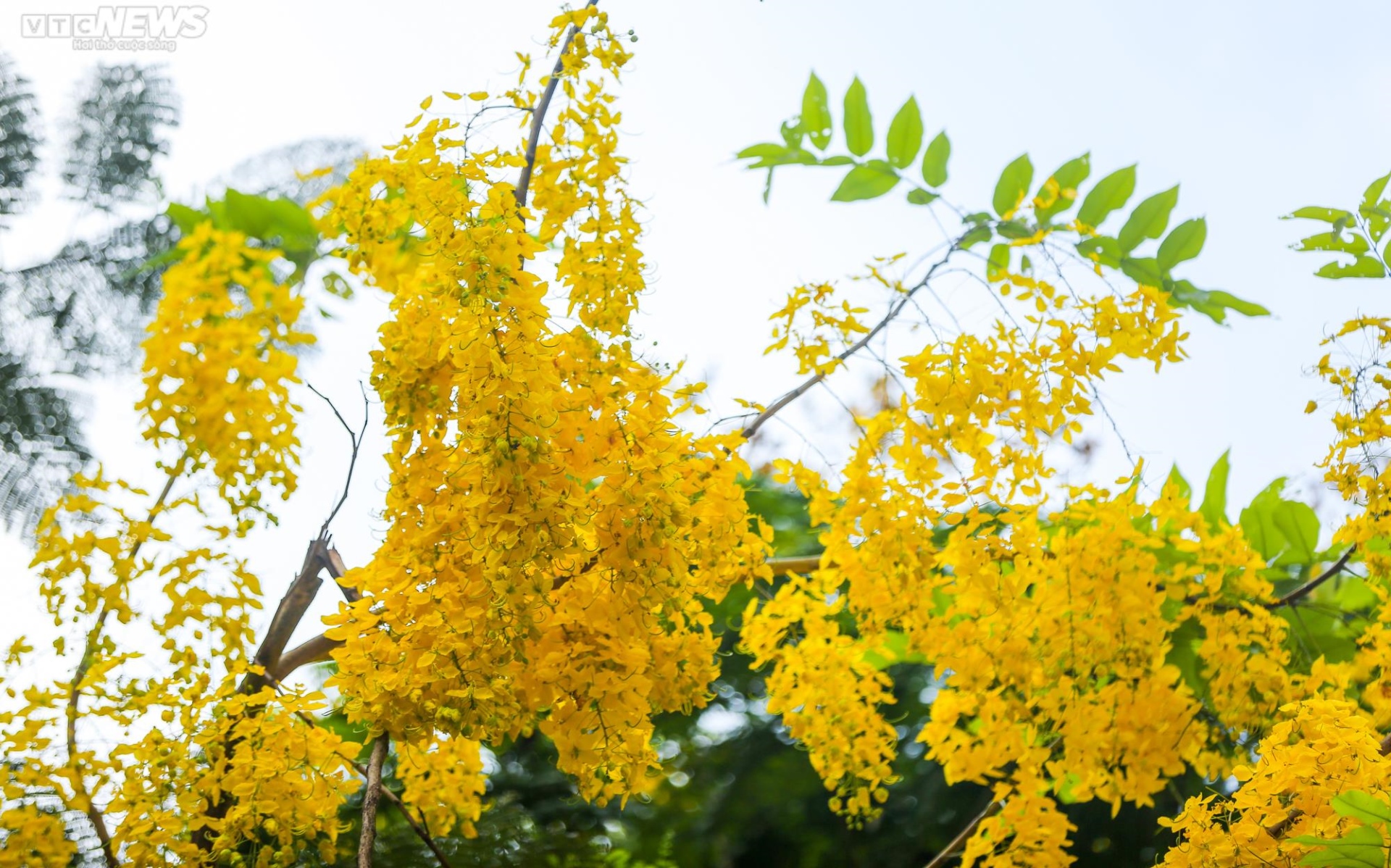 Muồng hoàng yến nhuộm vàng Thủ đô - 9