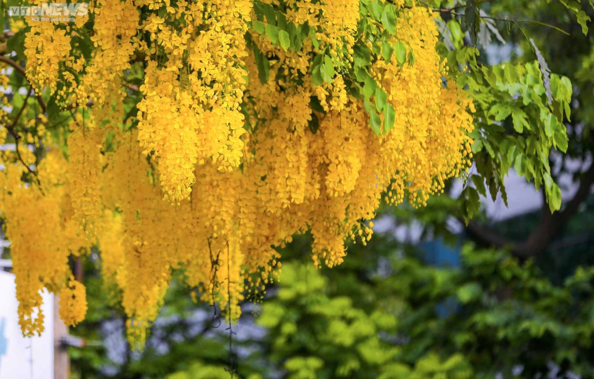 Muồng hoàng yến nhuộm vàng Thủ đô - 5