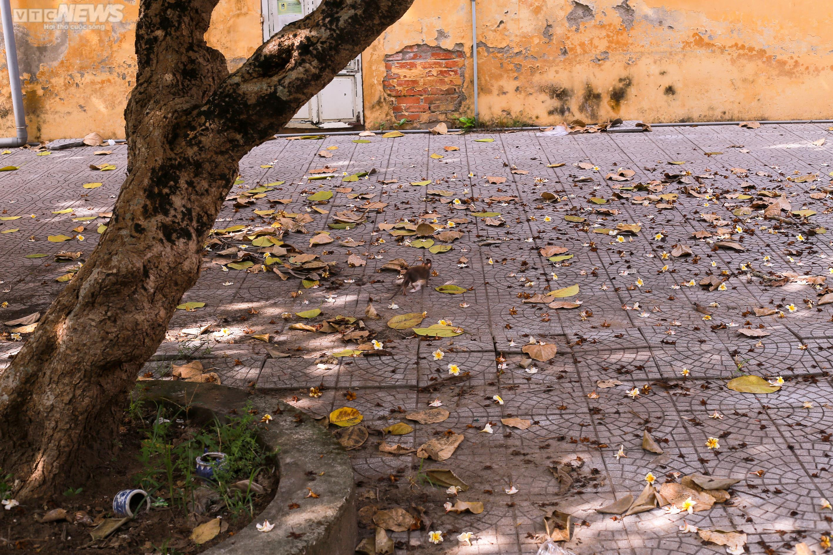 Cận cảnh loạt nhà công sản bỏ hoang trên khu đất vàng trung tâm TP Huế - 3