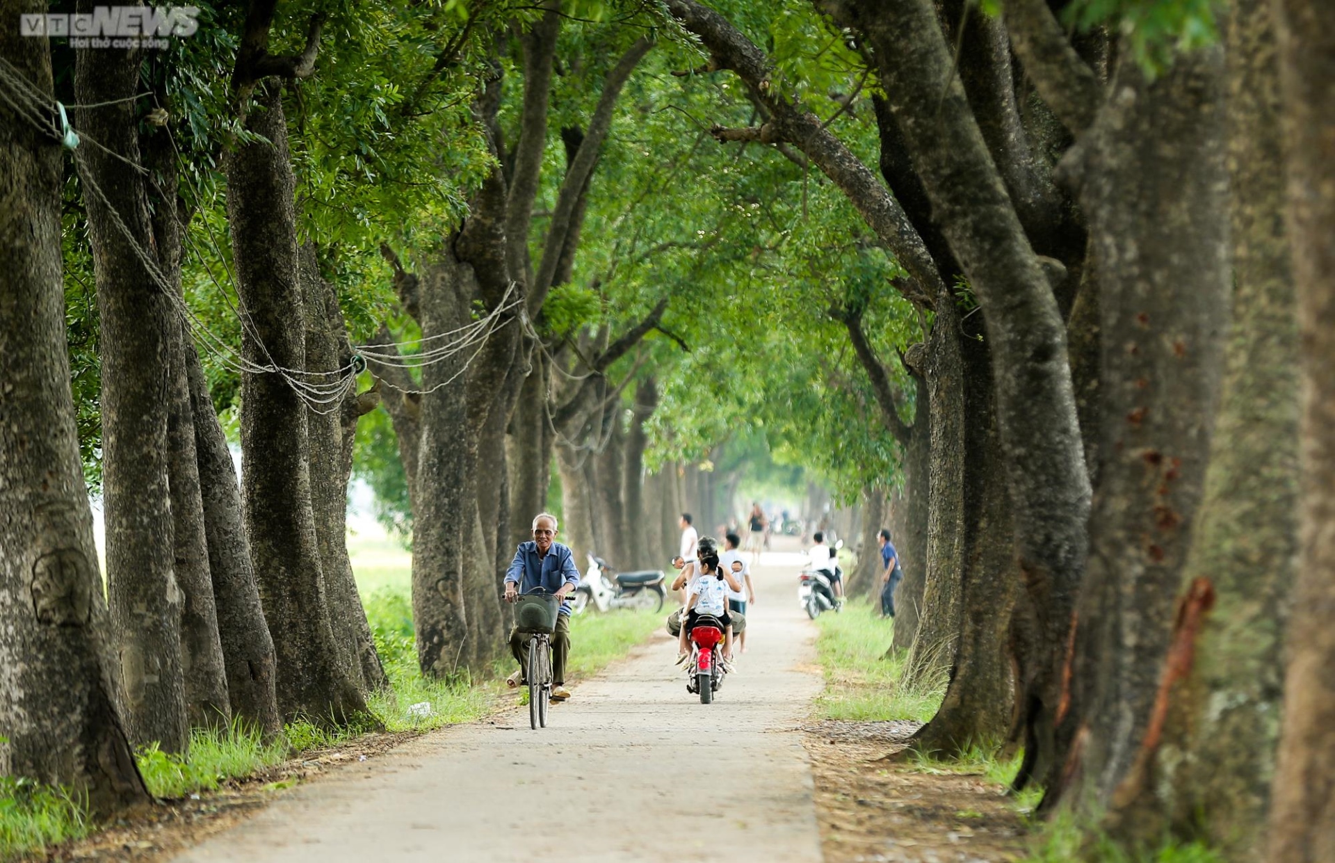 Mùa gặt bình dị ở ngoại thành Hà Nội - 1
