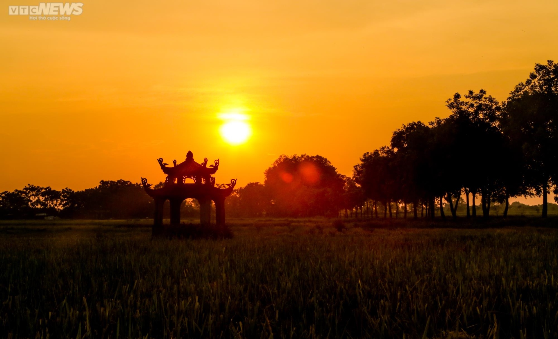 Mùa gặt bình dị ở ngoại thành Hà Nội - 12