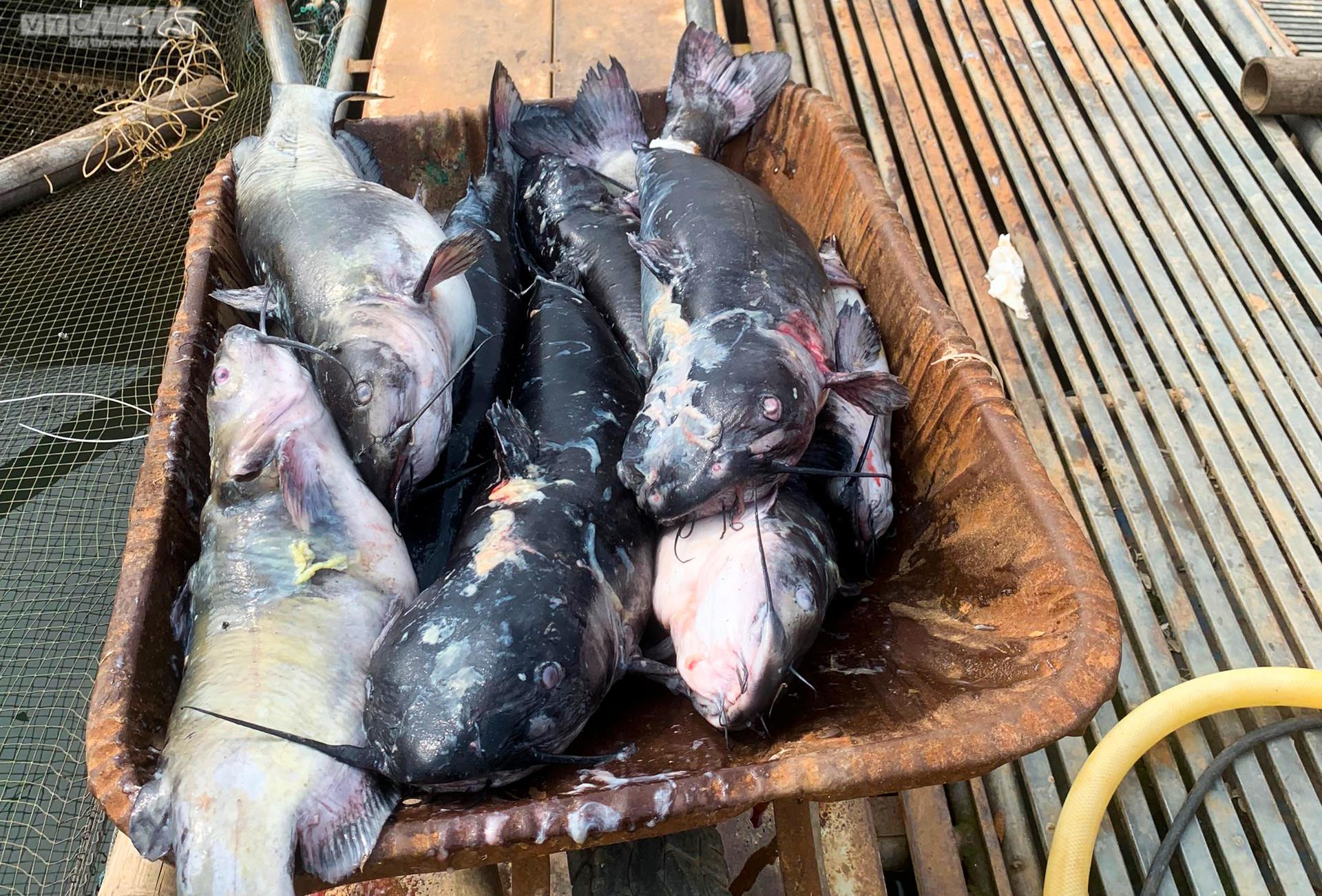 Sông Đà cạn trơ đáy: Người dân bất lực nhìn cá, hoa màu chết khô - 14