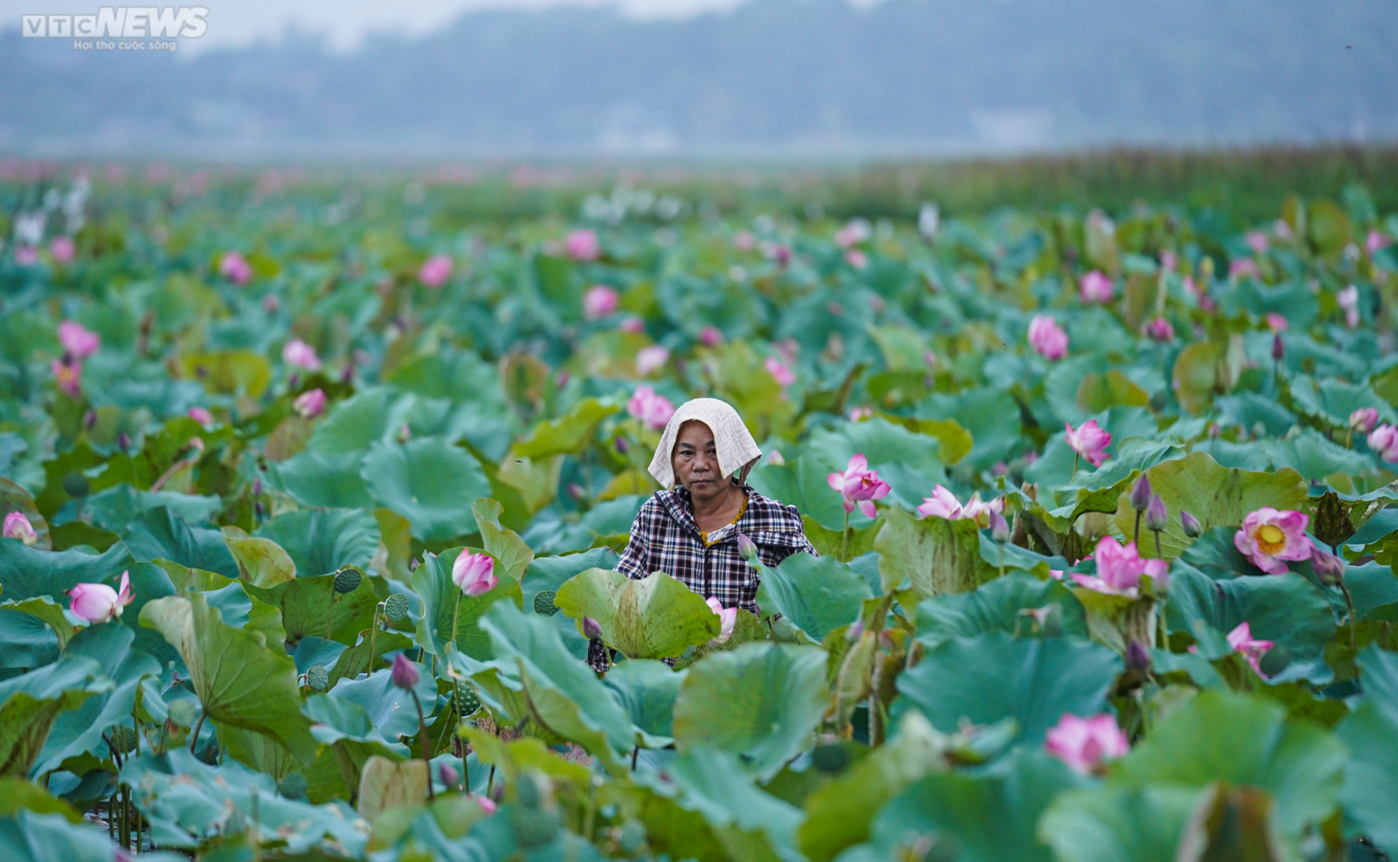 Rộn ràng mùa thu hoạch hạt ‘thần dược’, nông dân thu hàng chục triệu đồng mỗi vụ - 4