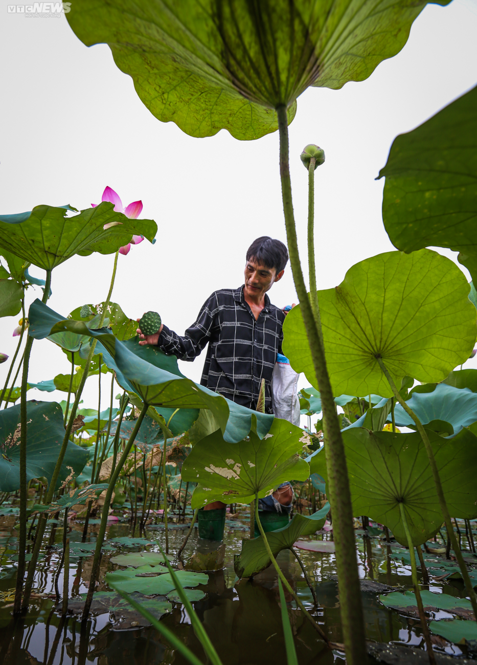 Rộn ràng mùa thu hoạch hạt ‘thần dược’, nông dân thu hàng chục triệu đồng mỗi vụ - 5