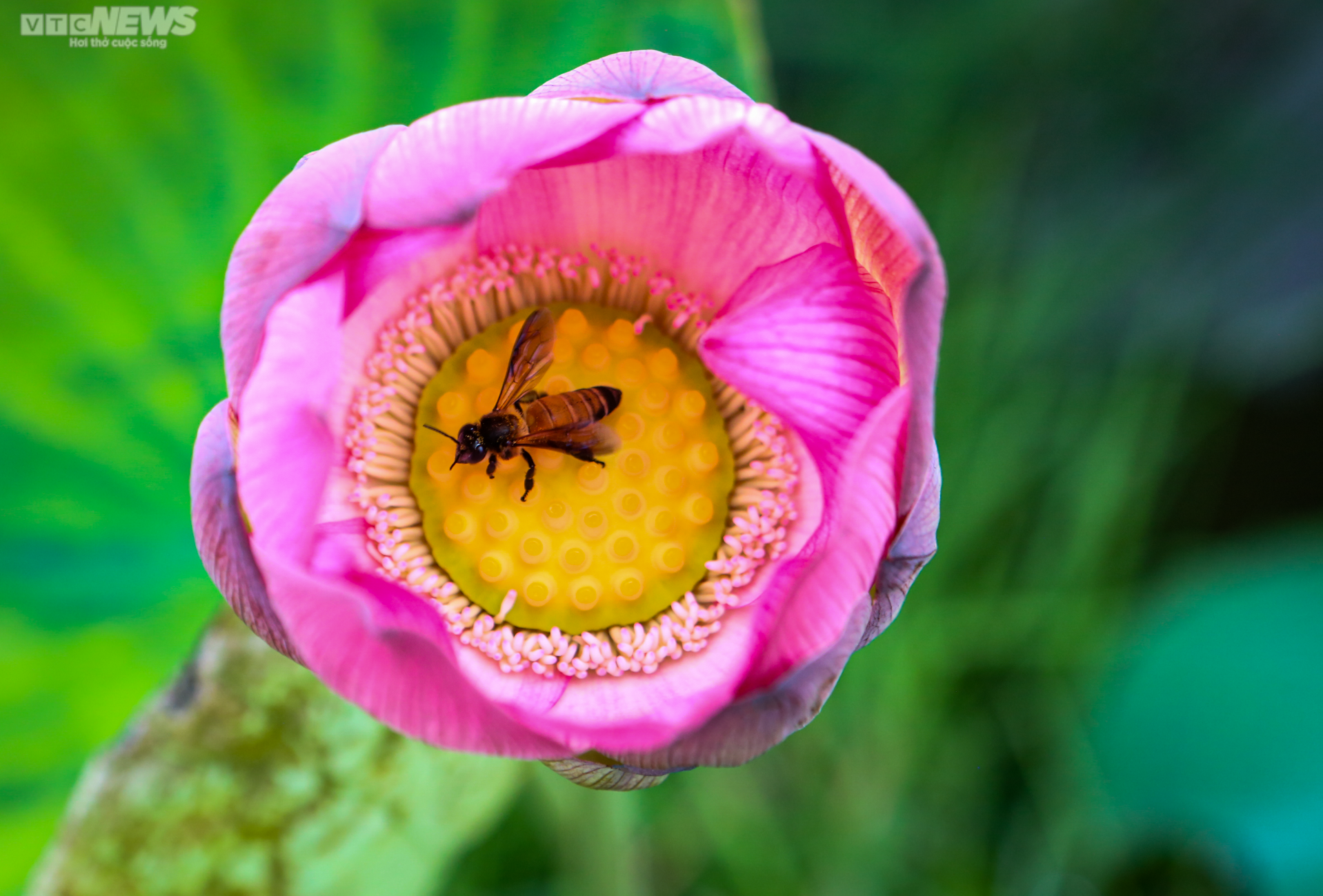 Rộn ràng mùa thu hoạch hạt ‘thần dược’, nông dân thu hàng chục triệu đồng mỗi vụ - 12