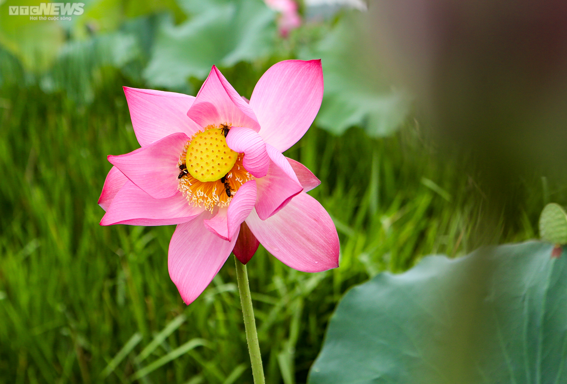 Rộn ràng mùa thu hoạch hạt ‘thần dược’, nông dân thu hàng chục triệu đồng mỗi vụ - 14