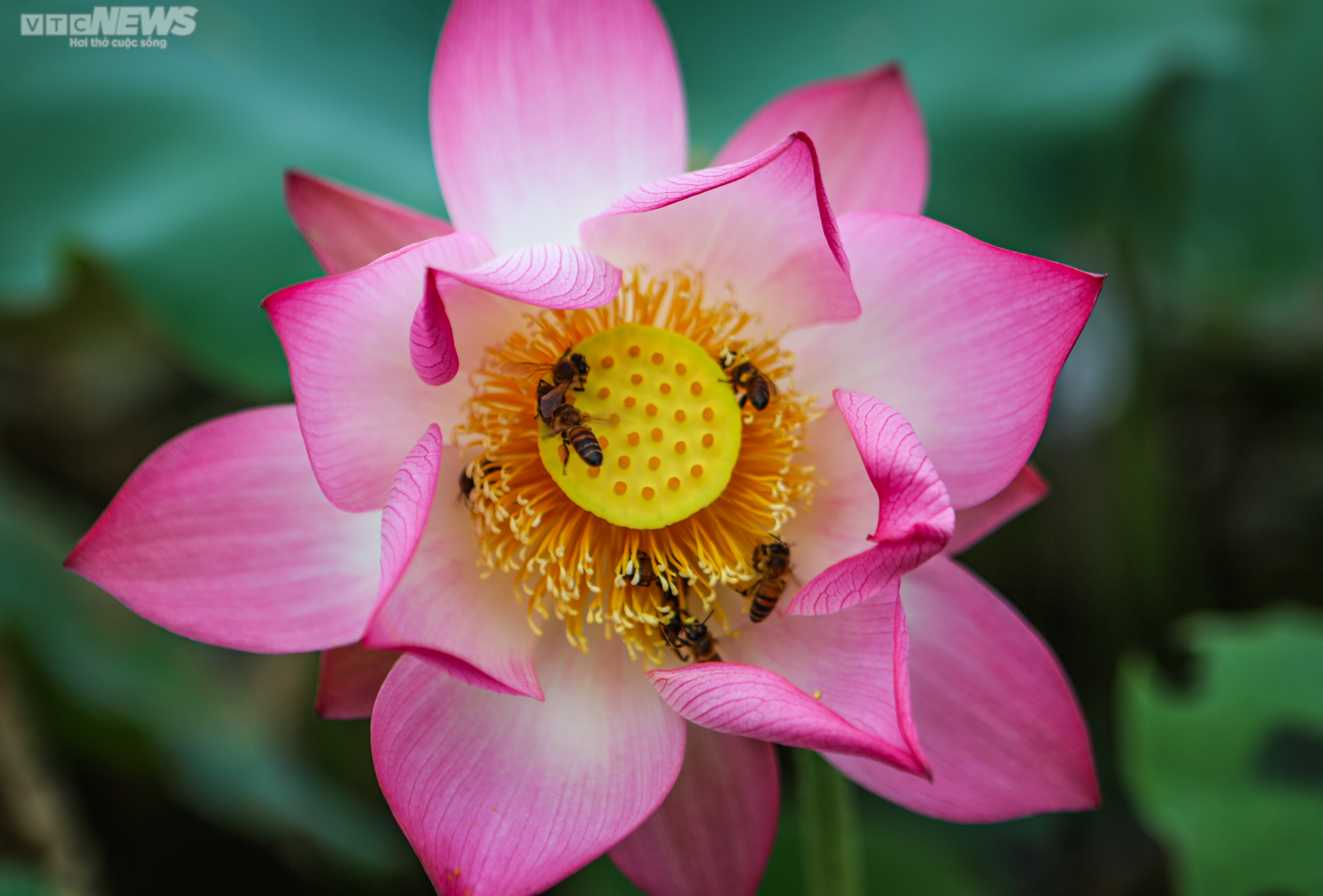 Rộn ràng mùa thu hoạch hạt ‘thần dược’, nông dân thu hàng chục triệu đồng mỗi vụ - 13