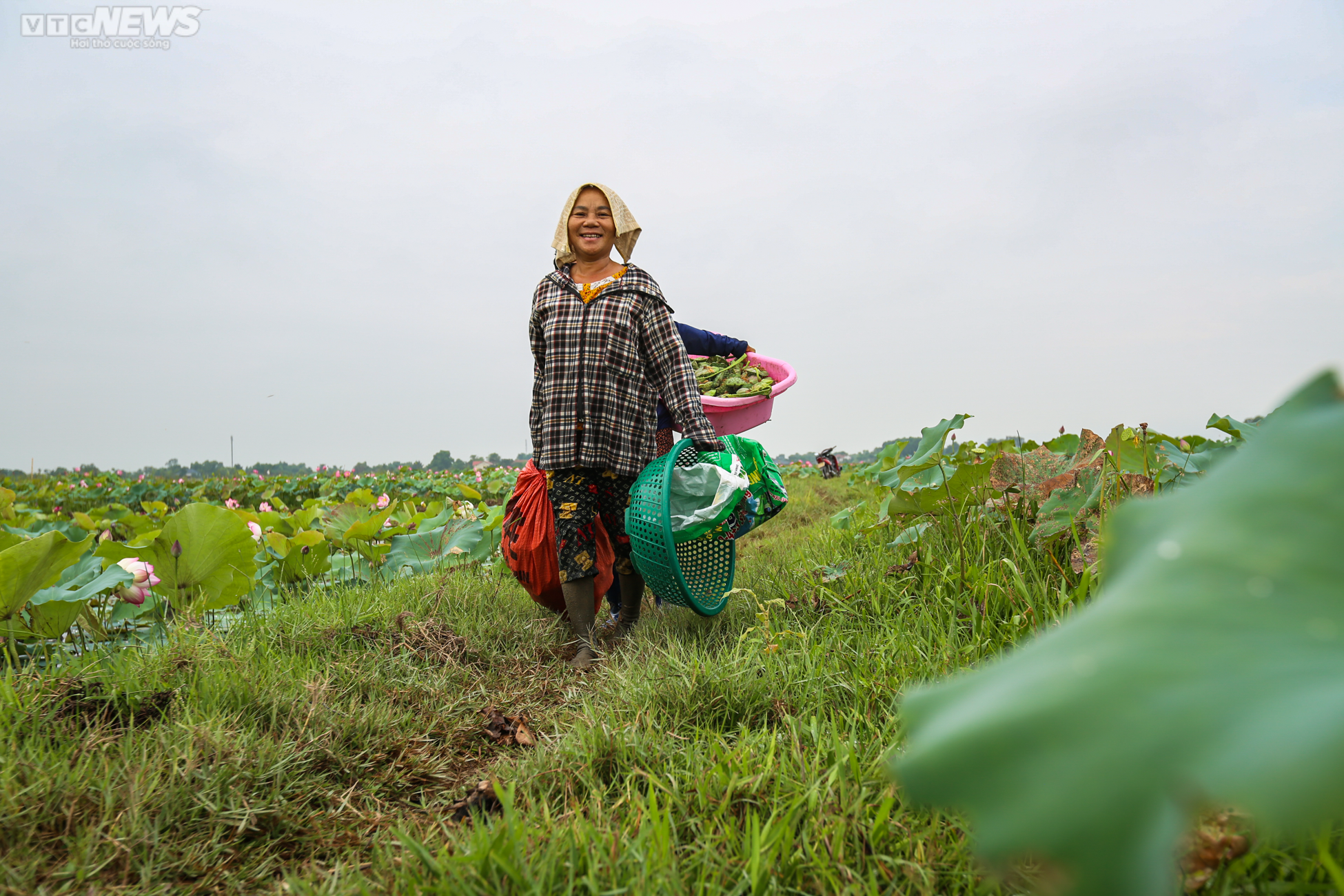 Rộn ràng mùa thu hoạch hạt ‘thần dược’, nông dân thu hàng chục triệu đồng mỗi vụ - 15