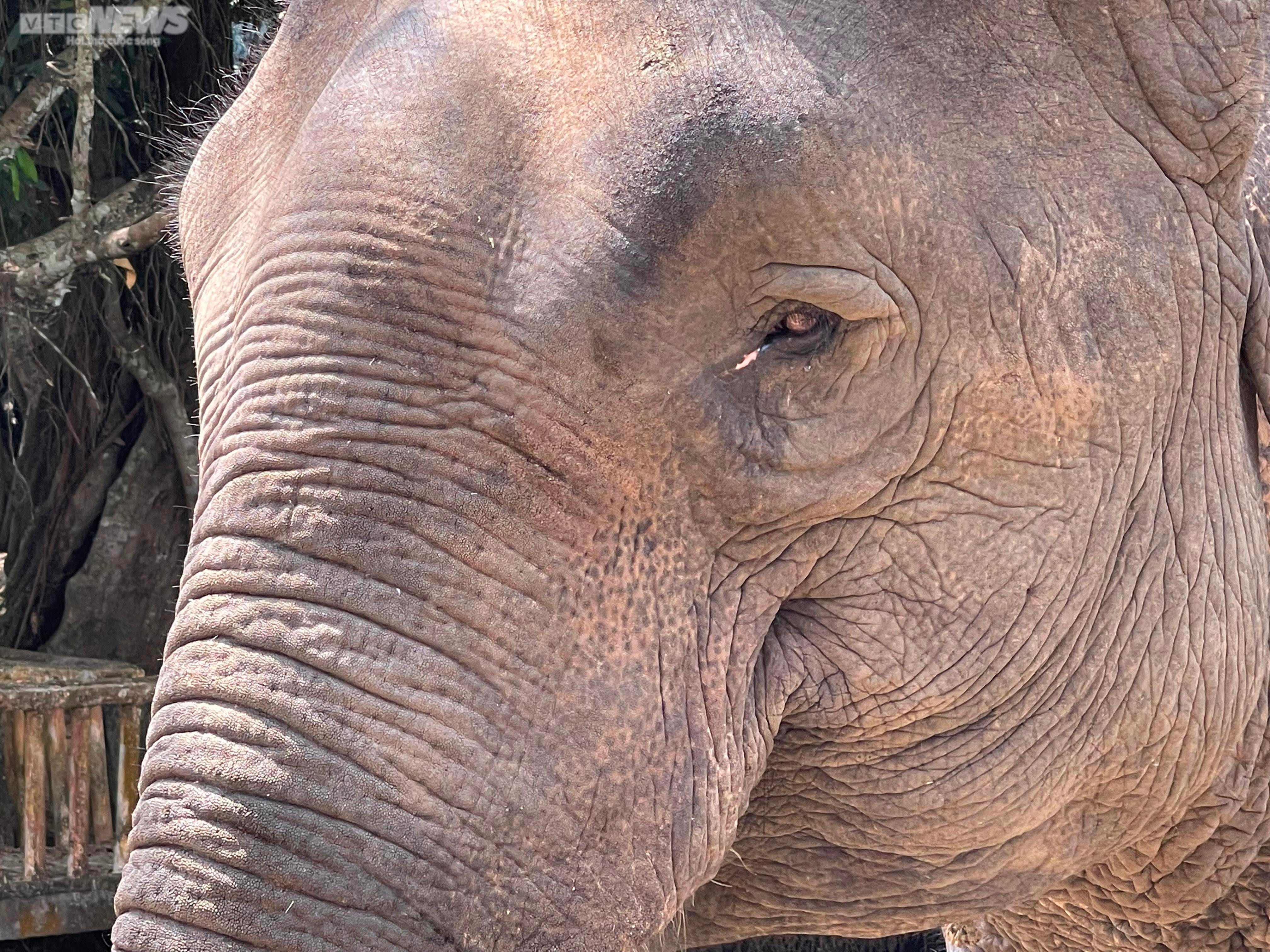 Lễ cúng sức khỏe cho voi ở Tây Nguyên - 2