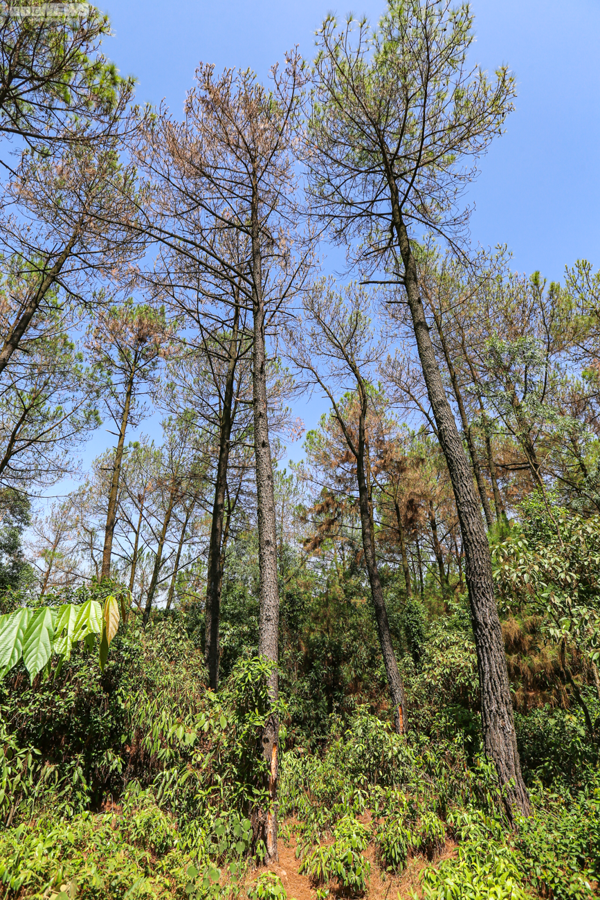 Cận cảnh 2.000 ha rừng thông bị dịch sâu róm tàn phá ở Hà Tĩnh - 9