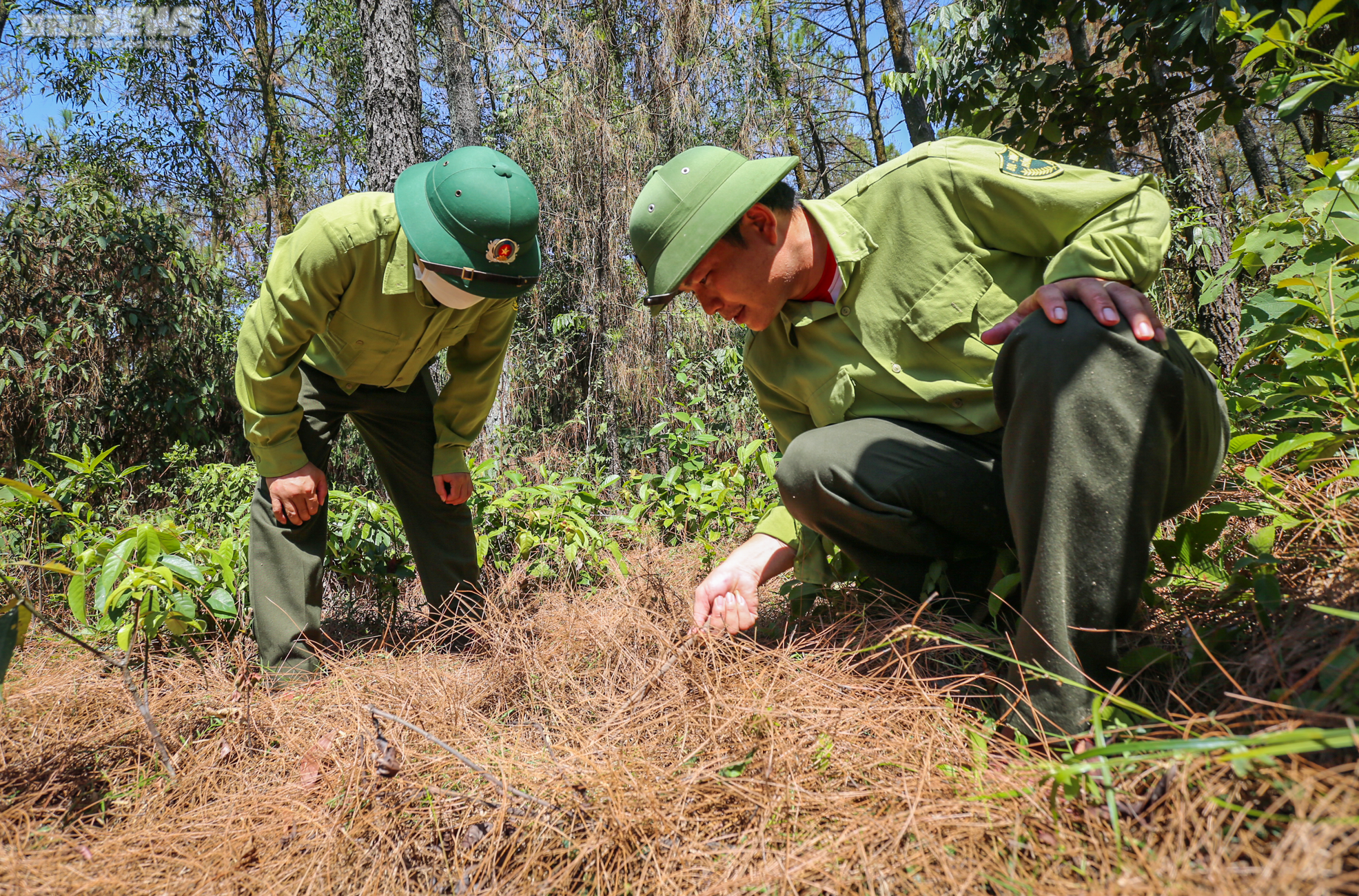 Cận cảnh 2.000 ha rừng thông bị dịch sâu róm tàn phá ở Hà Tĩnh - 12