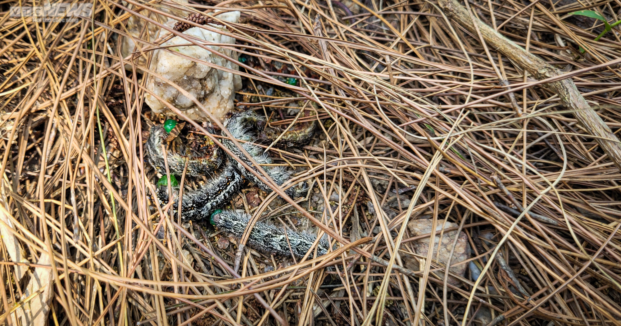 Cận cảnh 2.000 ha rừng thông bị dịch sâu róm tàn phá ở Hà Tĩnh - 2