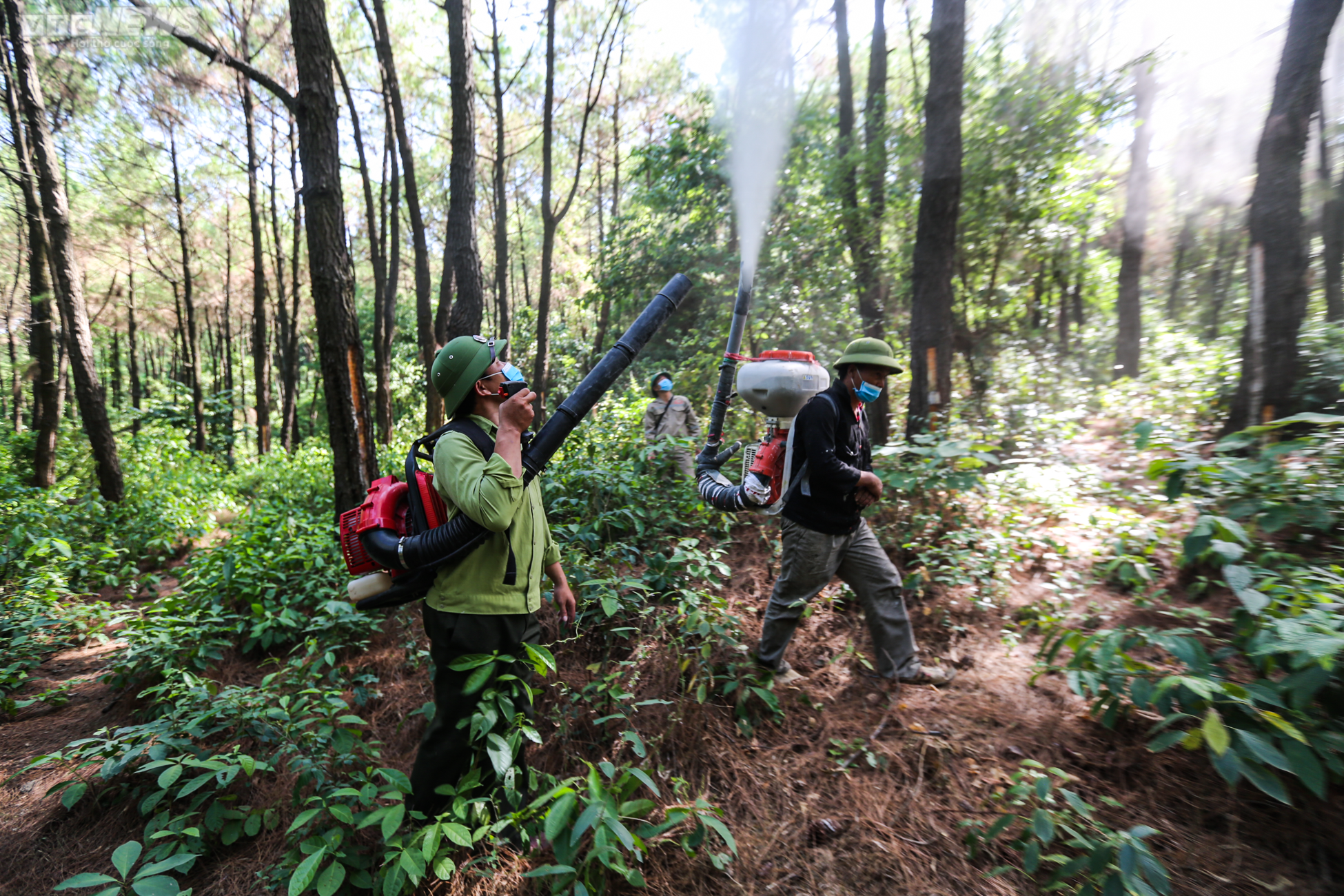 Cận cảnh 2.000 ha rừng thông bị dịch sâu róm tàn phá ở Hà Tĩnh - 4