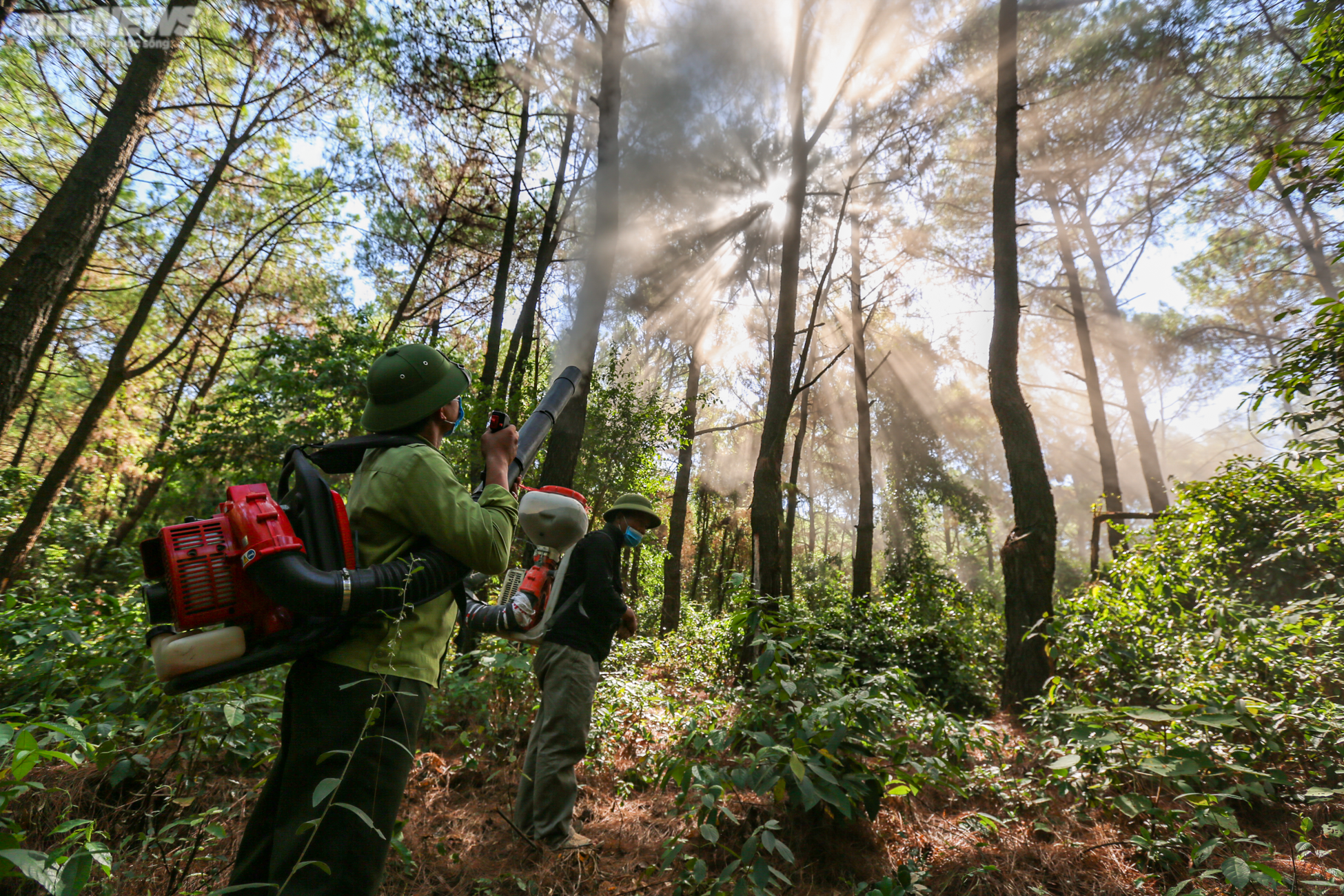 Cận cảnh 2.000 ha rừng thông bị dịch sâu róm tàn phá ở Hà Tĩnh - 3