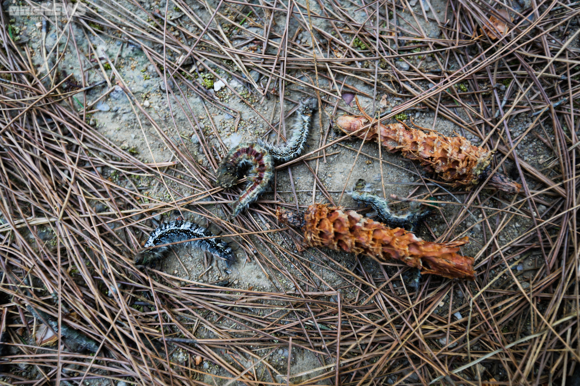 Cận cảnh 2.000 ha rừng thông bị dịch sâu róm tàn phá ở Hà Tĩnh - 7