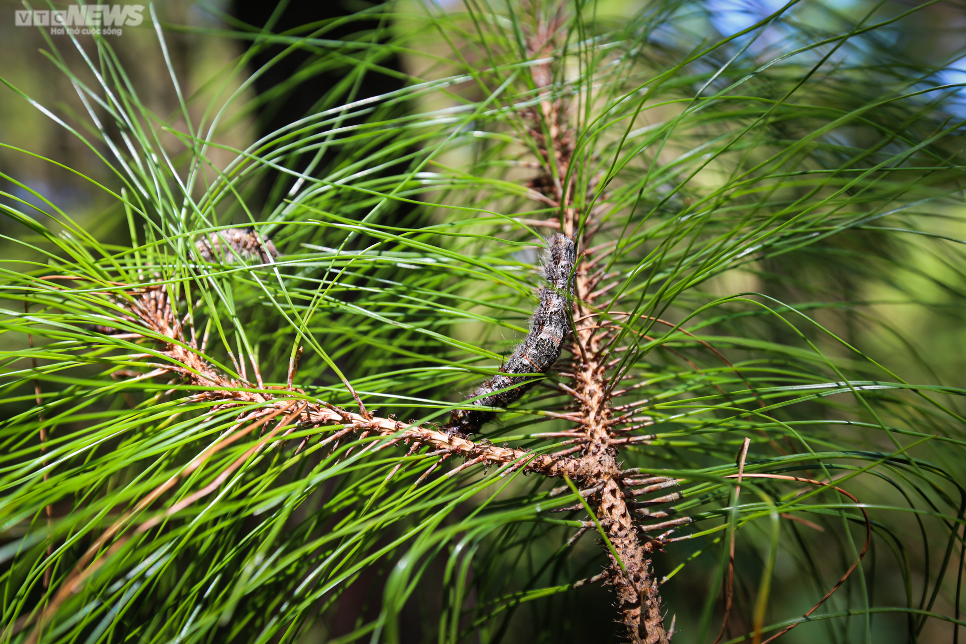 Cận cảnh 2.000 ha rừng thông bị dịch sâu róm tàn phá ở Hà Tĩnh - 8