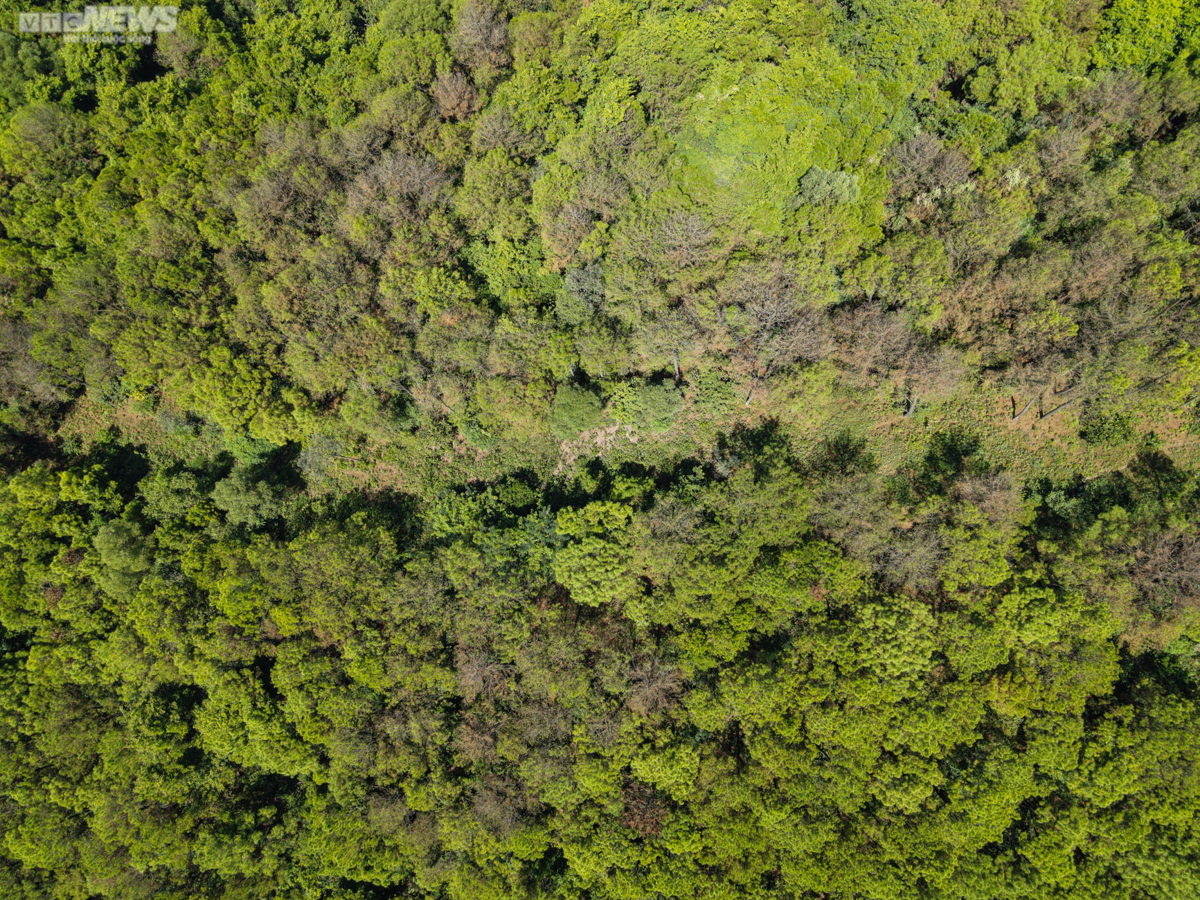 Cận cảnh 2.000 ha rừng thông bị dịch sâu róm tàn phá ở Hà Tĩnh - 10