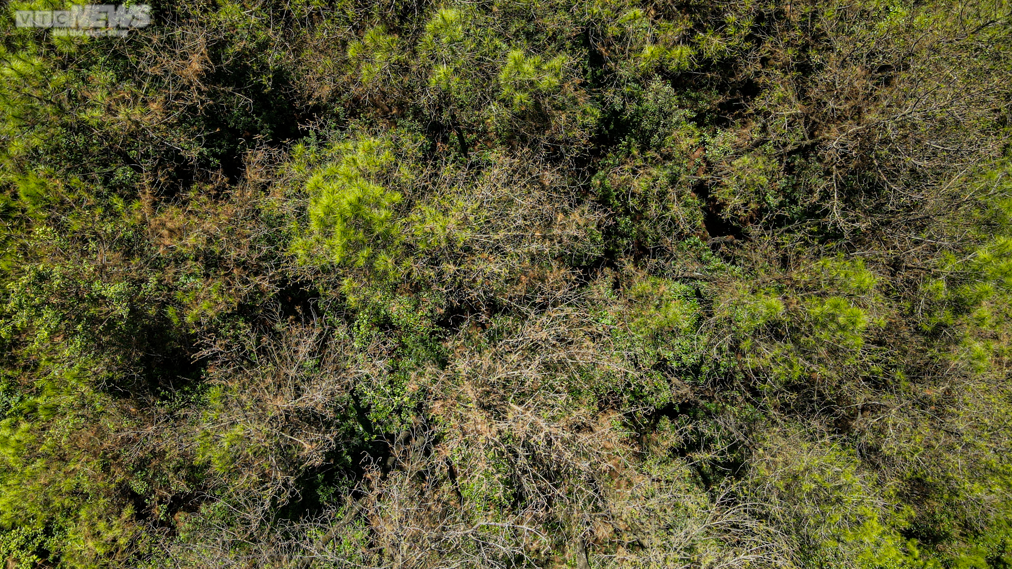 Cận cảnh 2.000 ha rừng thông bị dịch sâu róm tàn phá ở Hà Tĩnh - 5