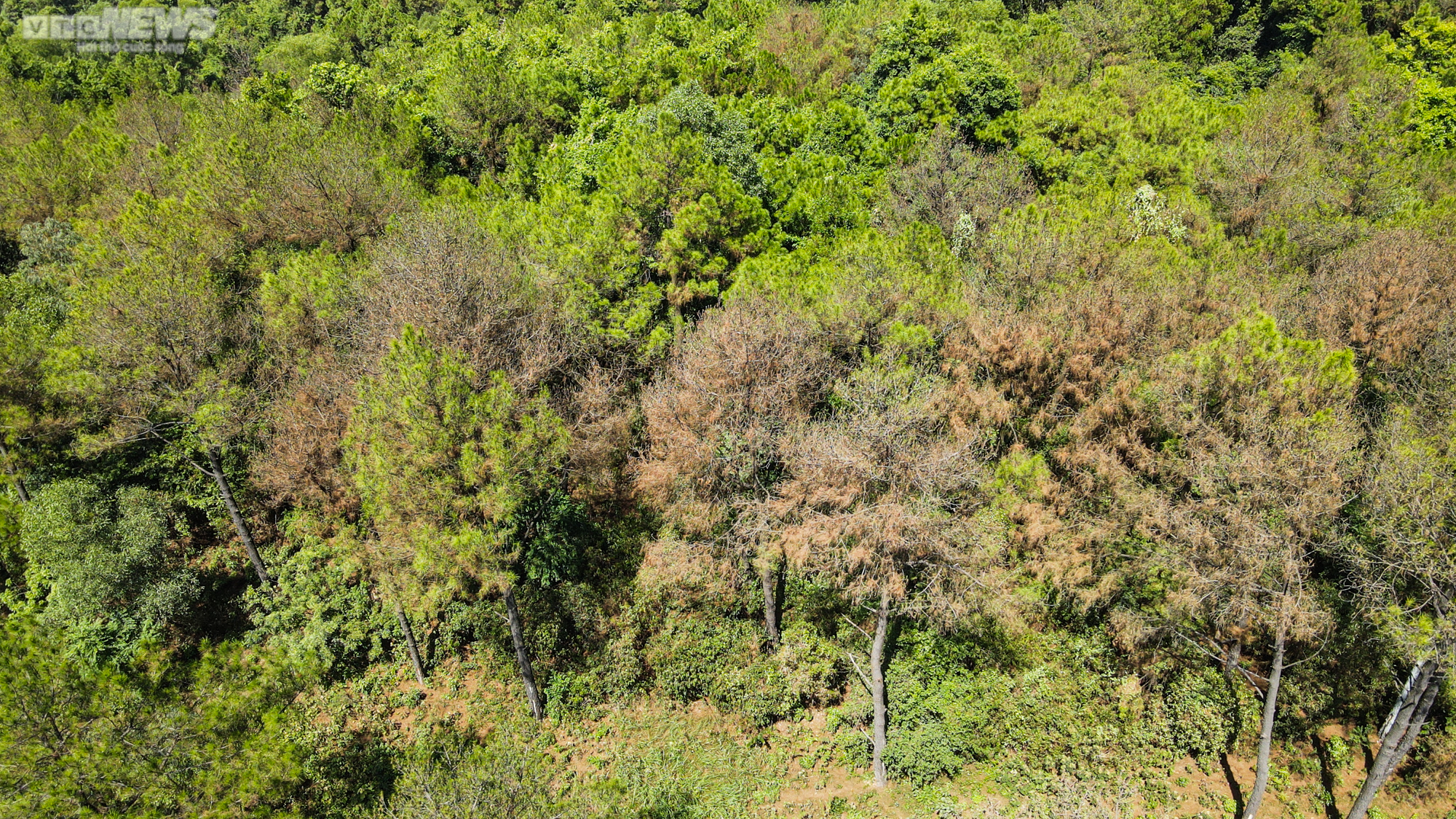 Cận cảnh 2.000 ha rừng thông bị dịch sâu róm tàn phá ở Hà Tĩnh - 11