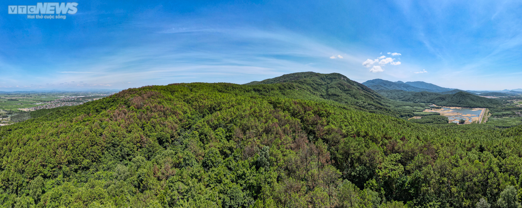 Cận cảnh 2.000 ha rừng thông bị dịch sâu róm tàn phá ở Hà Tĩnh - 1