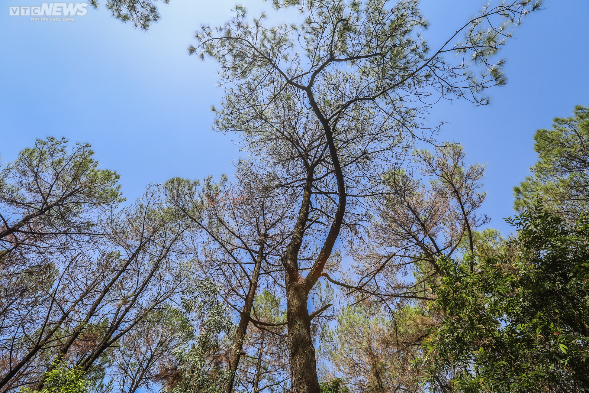 Cận cảnh 2.000 ha rừng thông bị dịch sâu róm tàn phá ở Hà Tĩnh - 6