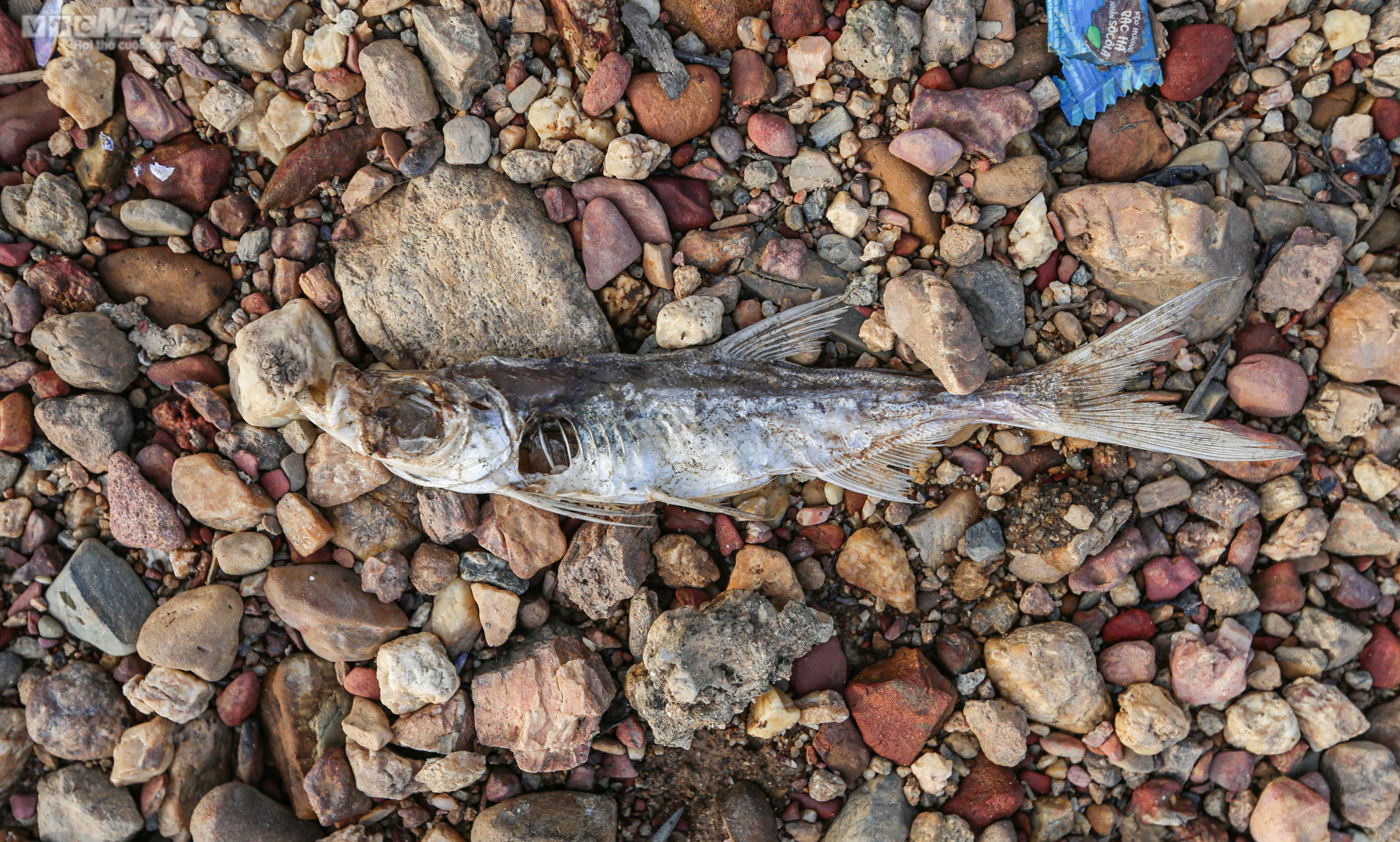 Nước cạn trơ đáy, người dân đi xe máy dưới lòng hồ Kẻ Gỗ - 14