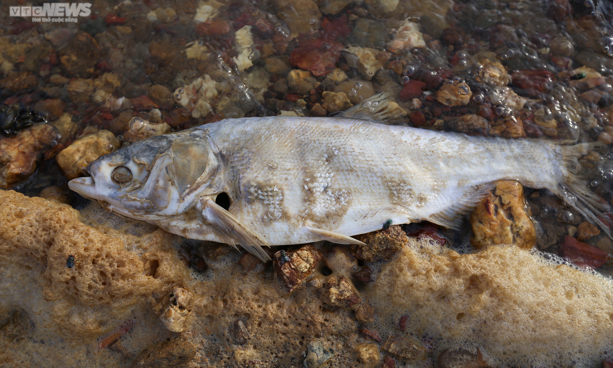 Nước cạn trơ đáy, người dân đi xe máy dưới lòng hồ Kẻ Gỗ - 13