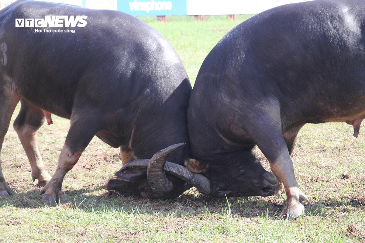 Lễ hội chọi trâu Đồ Sơn: Trâu 1,3 tấn hạ đối thủ chỉ trong 15 giây - 12