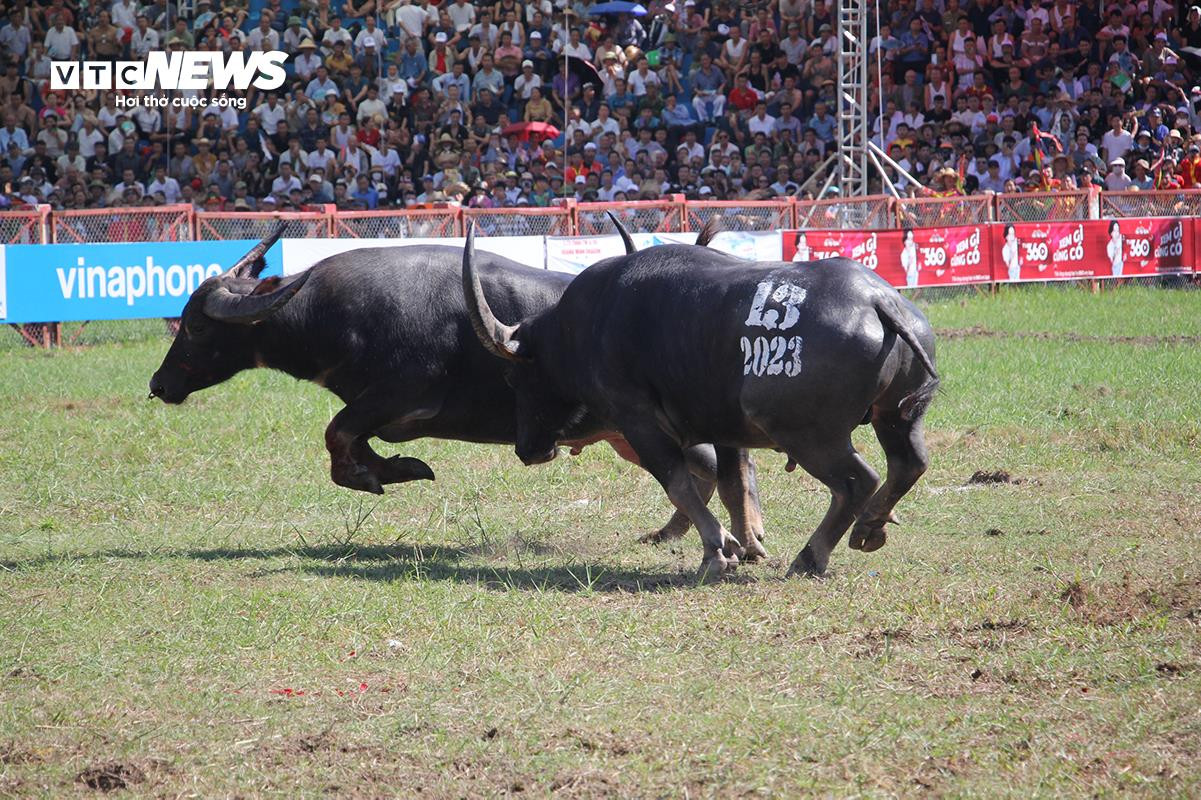 Lễ hội chọi trâu Đồ Sơn: Trâu 1,3 tấn hạ đối thủ chỉ trong 15 giây - 13