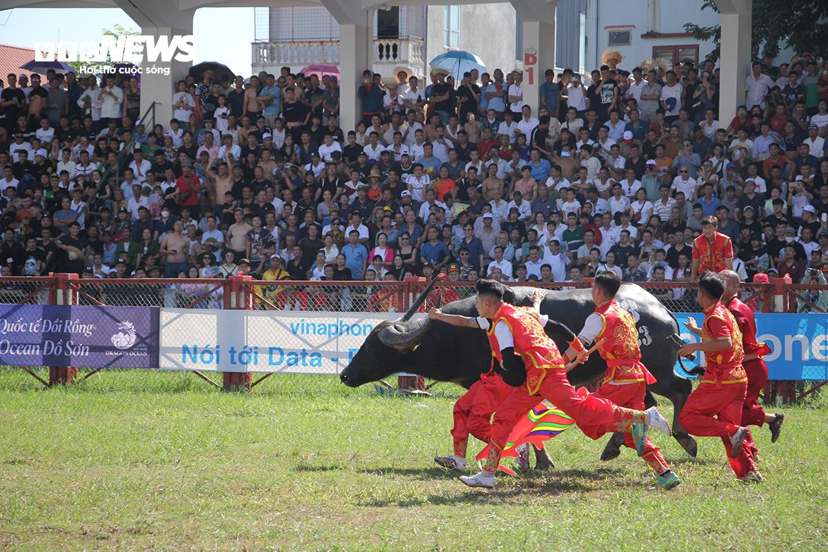 Lễ hội chọi trâu Đồ Sơn: Trâu 1,3 tấn hạ đối thủ chỉ trong 15 giây - 14