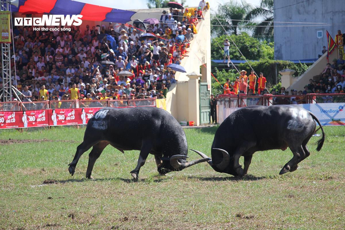 Lễ hội chọi trâu Đồ Sơn: Trâu 1,3 tấn hạ đối thủ chỉ trong 15 giây - 15