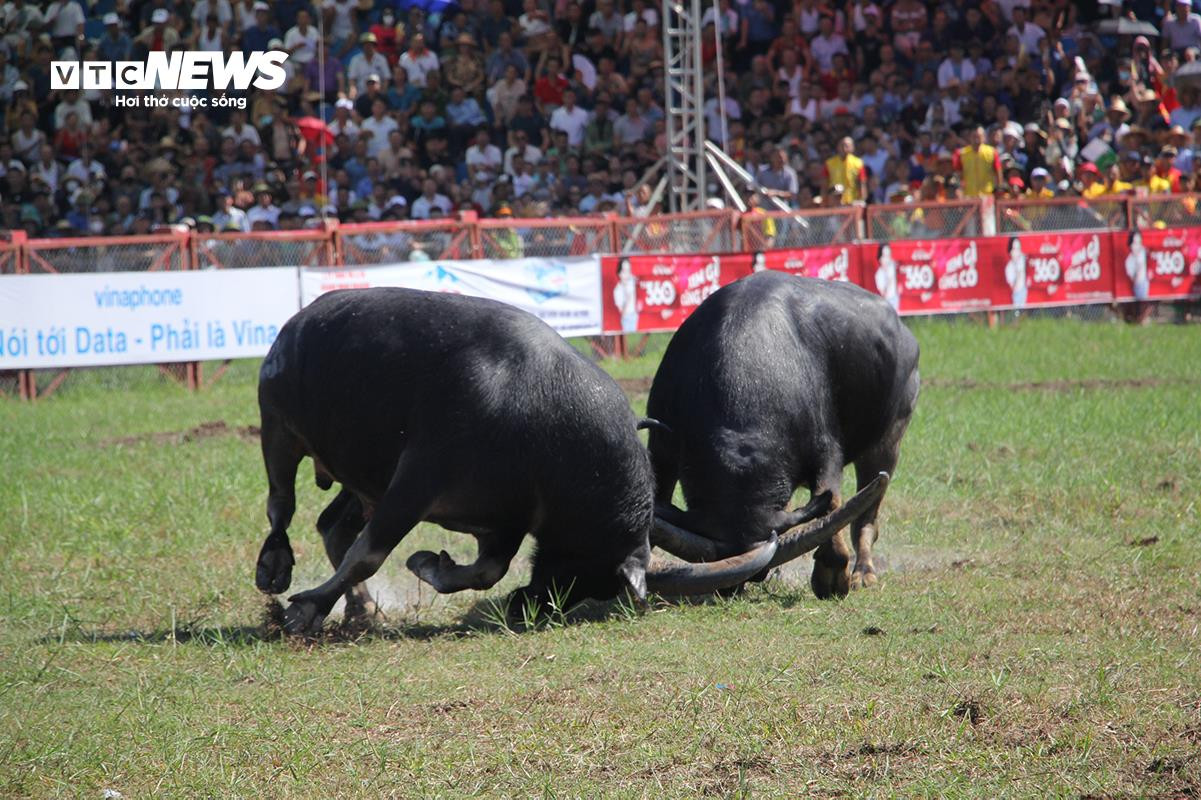 Lễ hội chọi trâu Đồ Sơn: Trâu 1,3 tấn hạ đối thủ chỉ trong 15 giây - 16