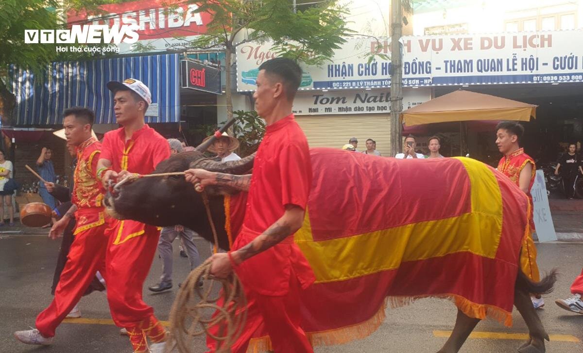 Nghìn người đội nắng đến xem 16 ông trâu Đồ Sơn thi chọi - 12