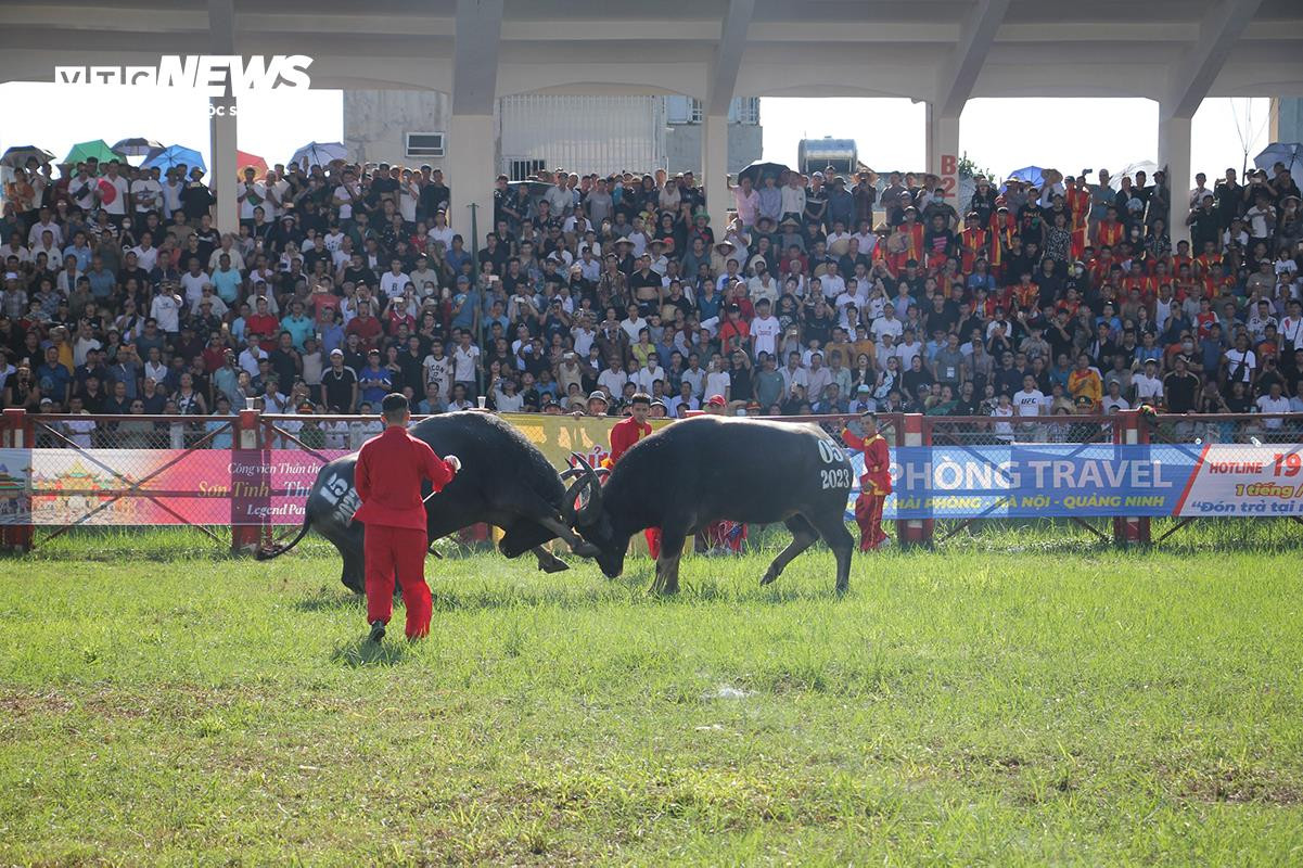 Lễ hội chọi trâu Đồ Sơn: Trâu 1,3 tấn hạ đối thủ chỉ trong 15 giây - 6