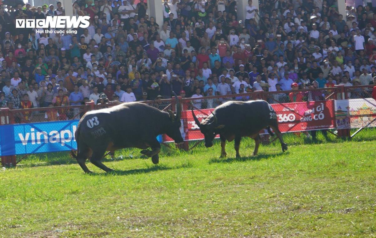 Lễ hội chọi trâu Đồ Sơn: Trâu 1,3 tấn hạ đối thủ chỉ trong 15 giây - 3