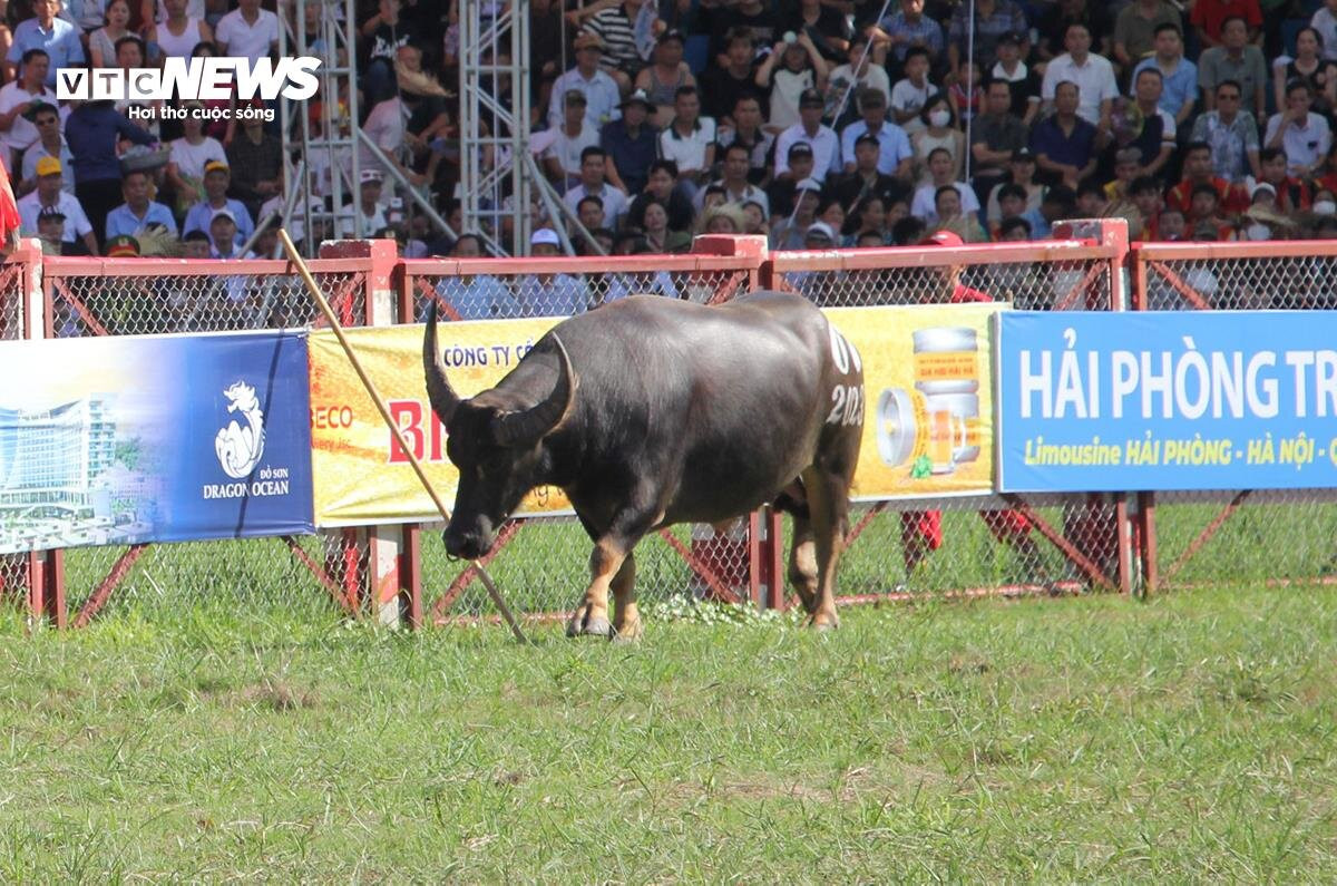 Lễ hội chọi trâu Đồ Sơn: Trâu 1,3 tấn hạ đối thủ chỉ trong 15 giây - 5