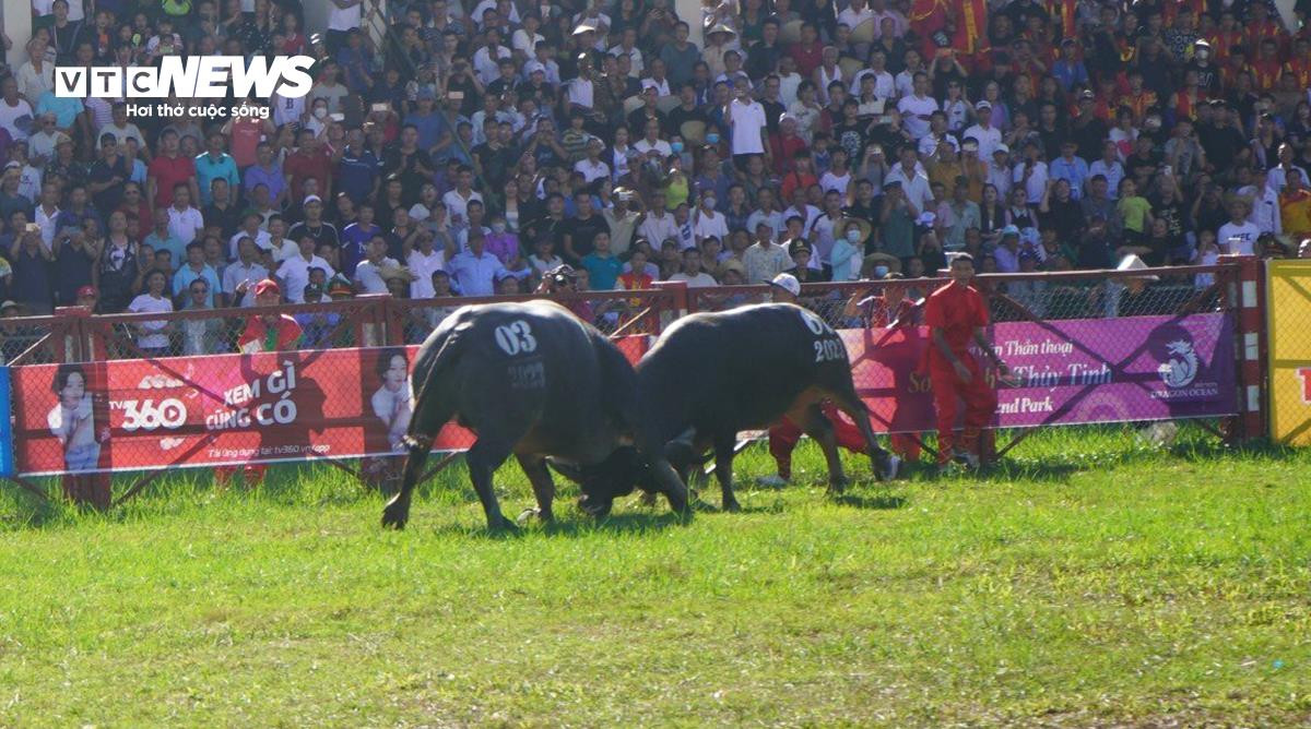 Lễ hội chọi trâu Đồ Sơn: Trâu 1,3 tấn hạ đối thủ chỉ trong 15 giây - 2