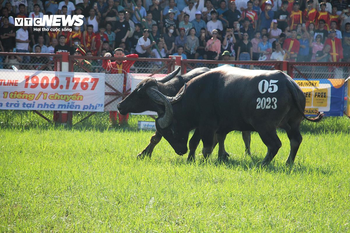 Lễ hội chọi trâu Đồ Sơn: Trâu 1,3 tấn hạ đối thủ chỉ trong 15 giây - 7