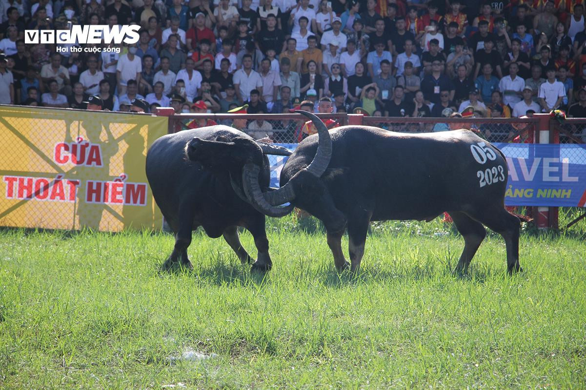 Lễ hội chọi trâu Đồ Sơn: Trâu 1,3 tấn hạ đối thủ chỉ trong 15 giây - 8