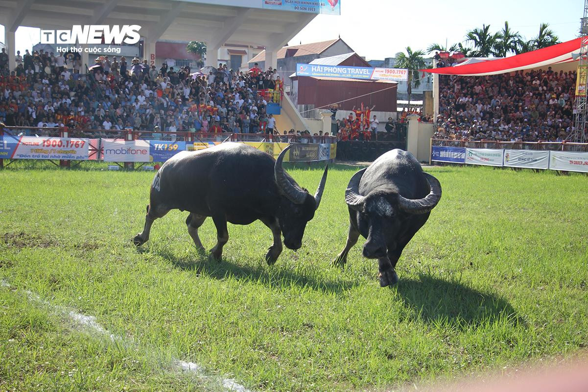Lễ hội chọi trâu Đồ Sơn: Trâu 1,3 tấn hạ đối thủ chỉ trong 15 giây - 9